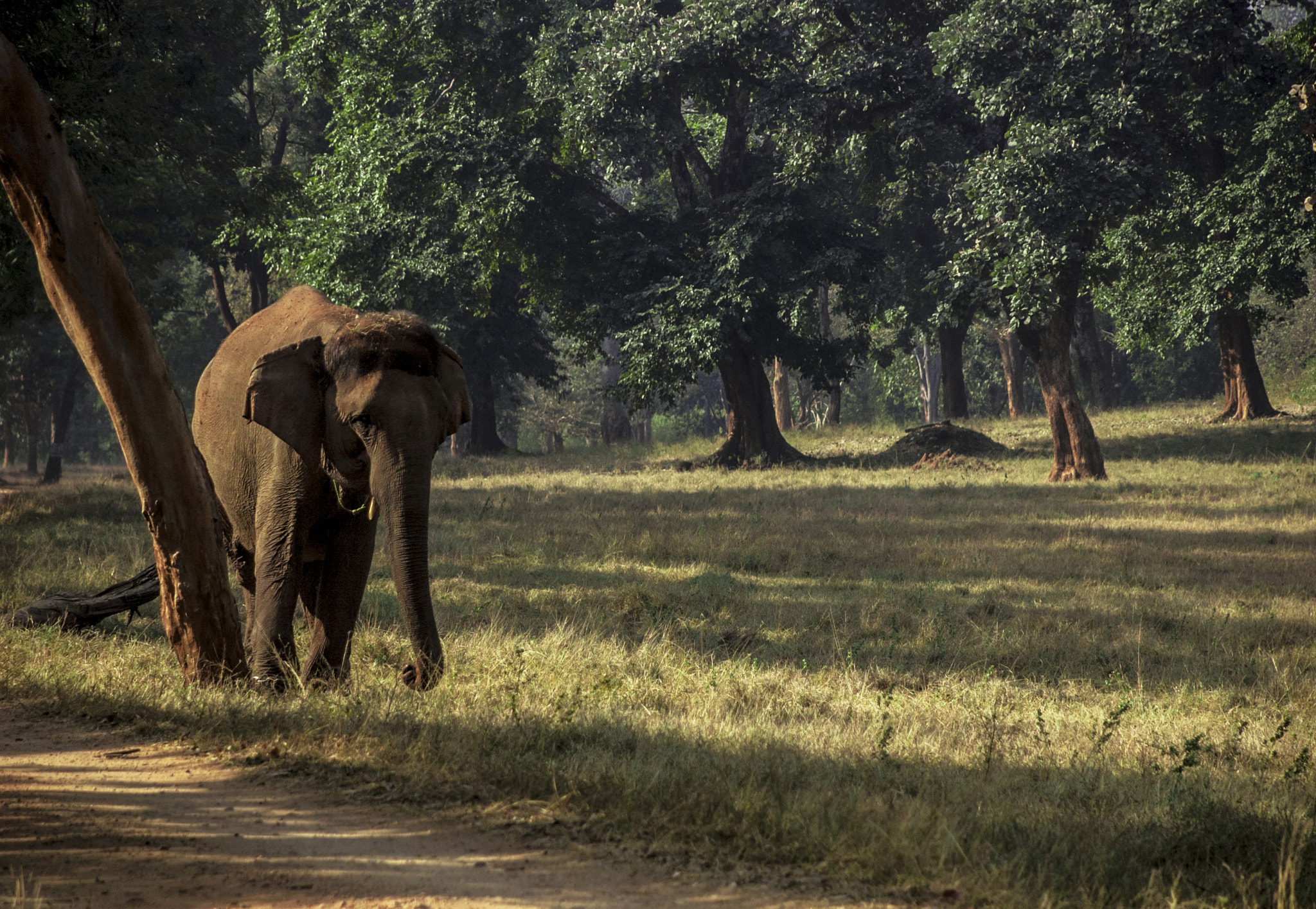 Nikon D70s + Nikon AF-S DX Nikkor 18-135mm F3.5-5.6G ED-IF sample photo. A teen elephant at betla national park, jharkhand photography