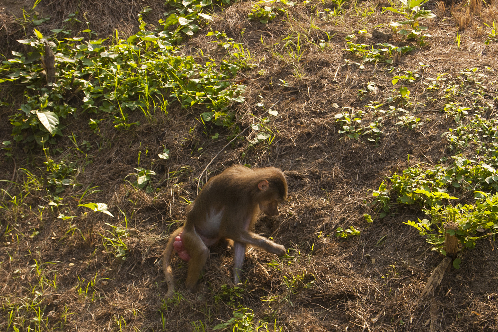 Nikon D70s sample photo. Hamadrius baboon photography
