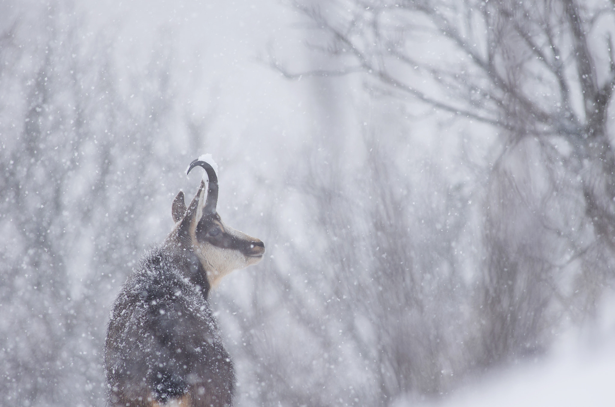 Pentax smc DA* 300mm F4.0 ED (IF) SDM sample photo. Winter's coming photography