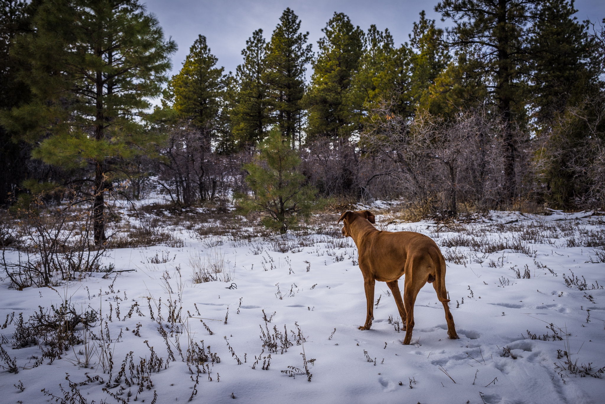 Sony a7R + Canon EF 40mm F2.8 STM sample photo. Out there, past them trees... do you see it? photography