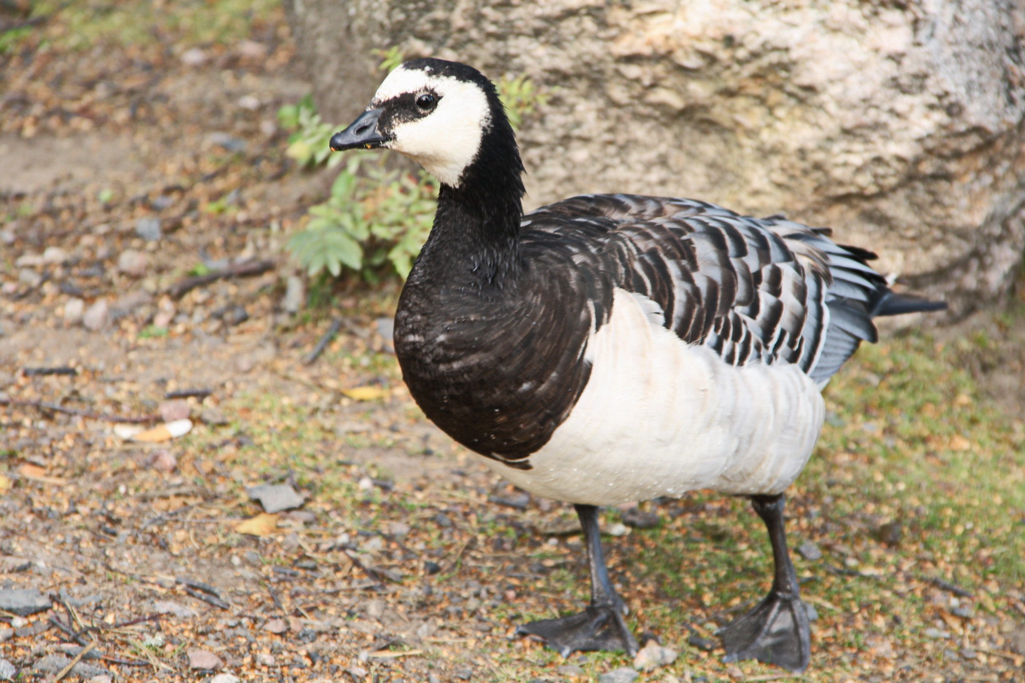 Sigma 18-125mm F3.8-5.6 DC OS HSM sample photo. Branta leucopsis photography