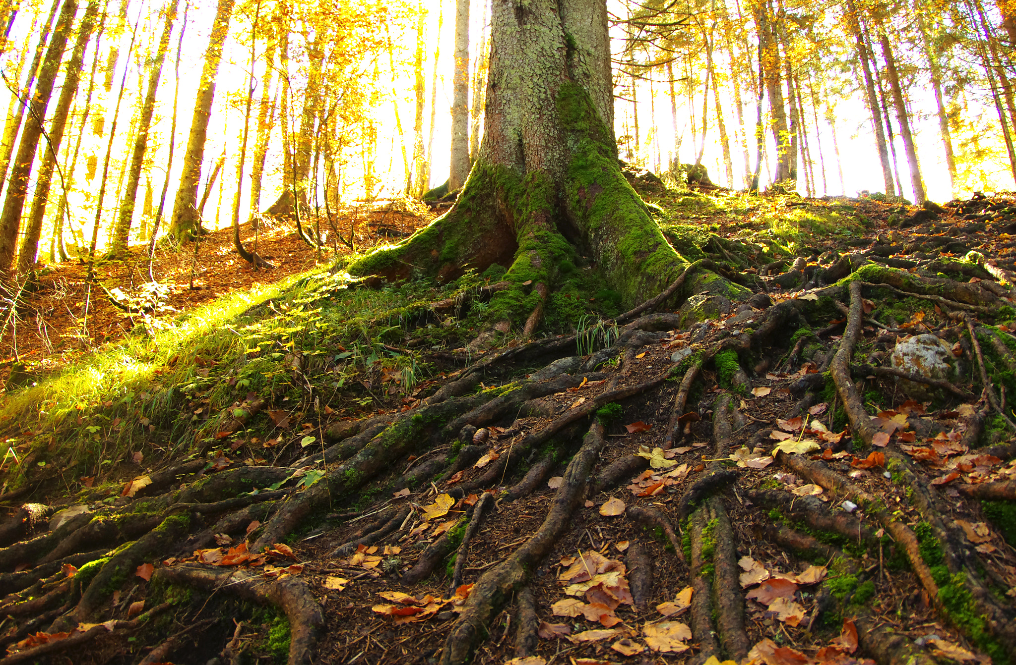 Pentax K-5 II sample photo. Automne photography