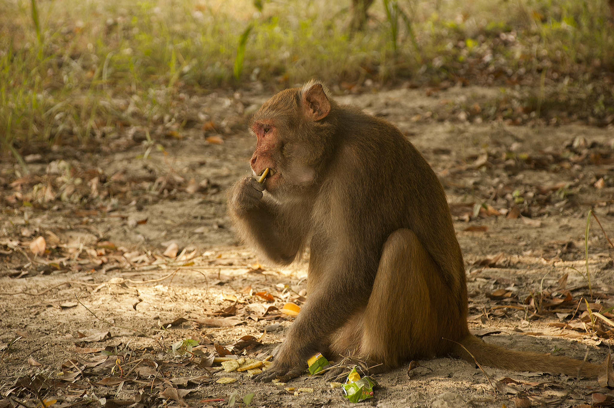 Nikon D70s sample photo. Monkey photography