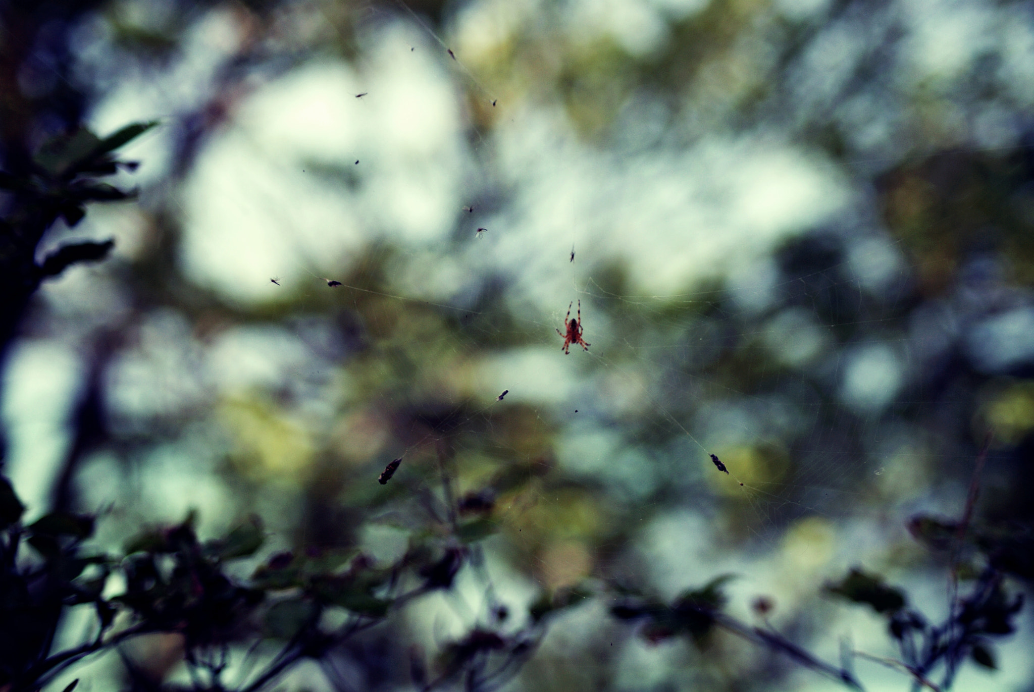 Sony Alpha DSLR-A330 sample photo. * photography