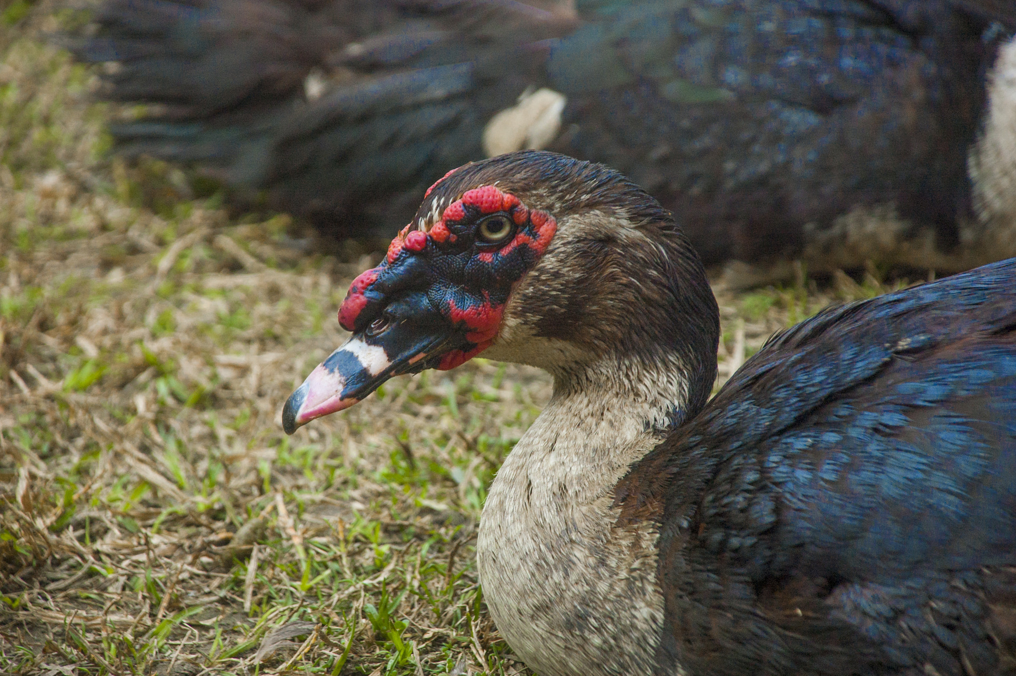 Nikon D70s + Nikon AF-S DX Nikkor 18-135mm F3.5-5.6G ED-IF sample photo. Muscovy duck photography