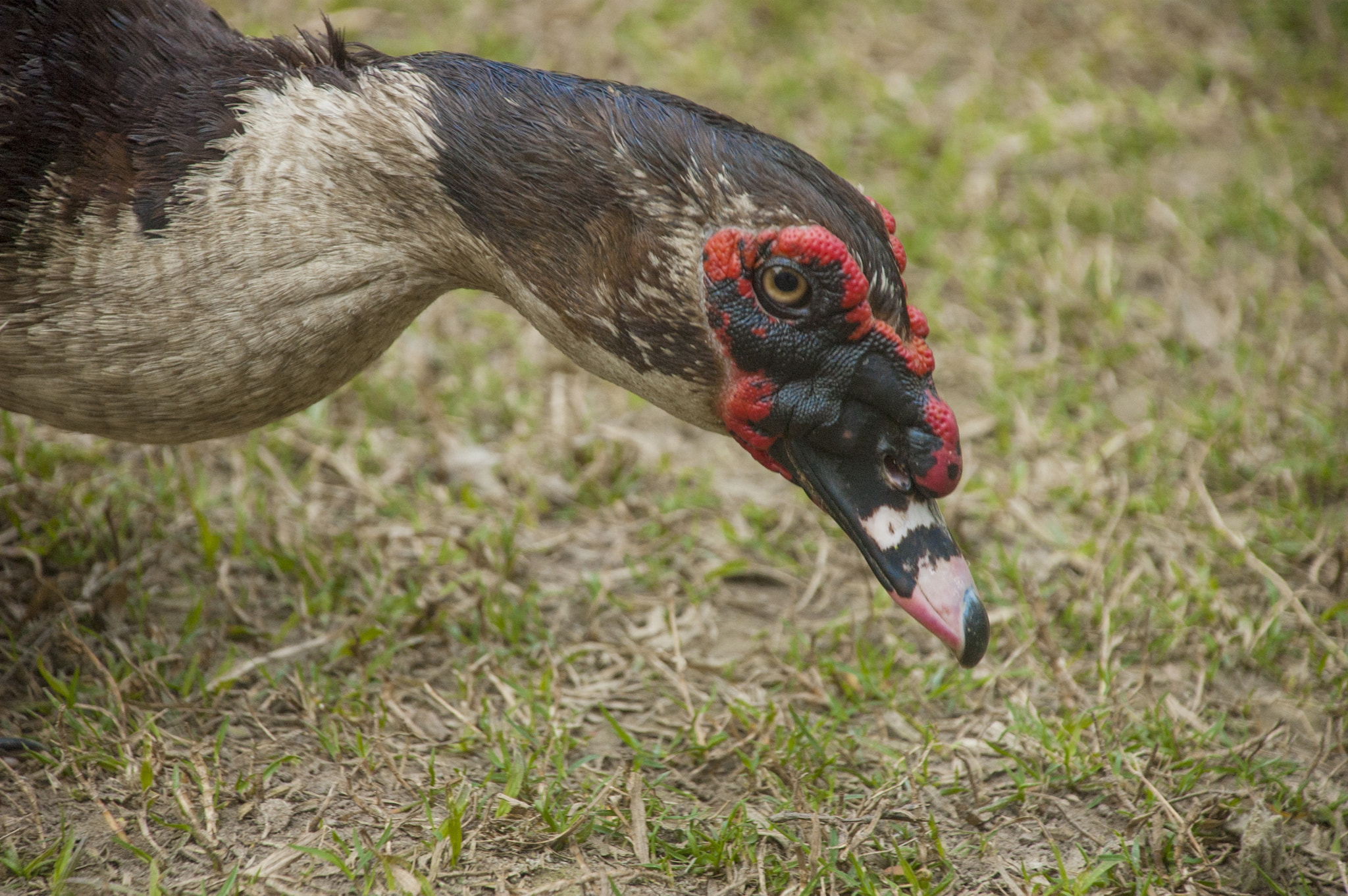Nikon D70s + Nikon AF-S DX Nikkor 18-135mm F3.5-5.6G ED-IF sample photo. Muscovy duck photography