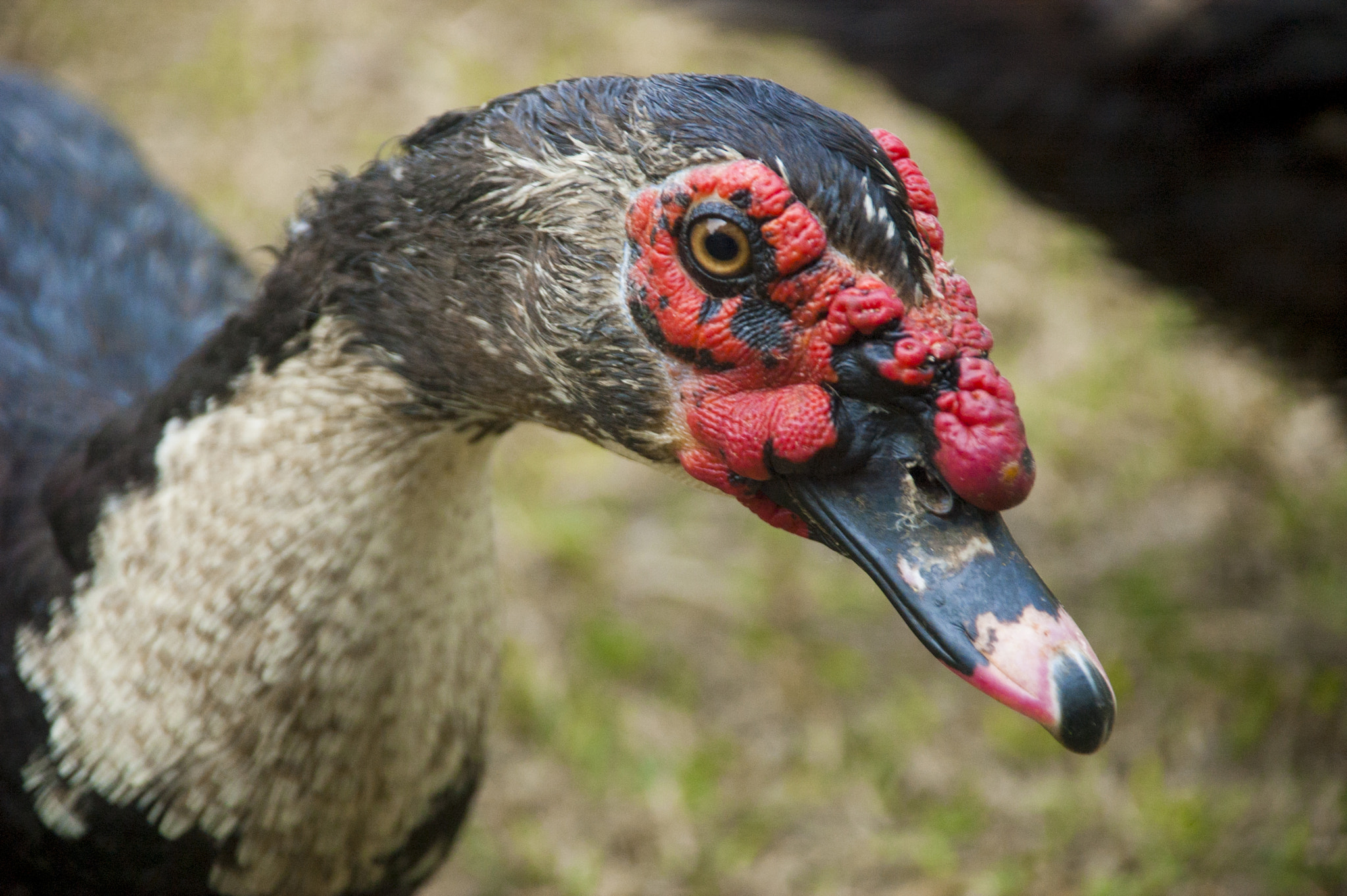 Nikon D70s sample photo. Muscovy duck photography