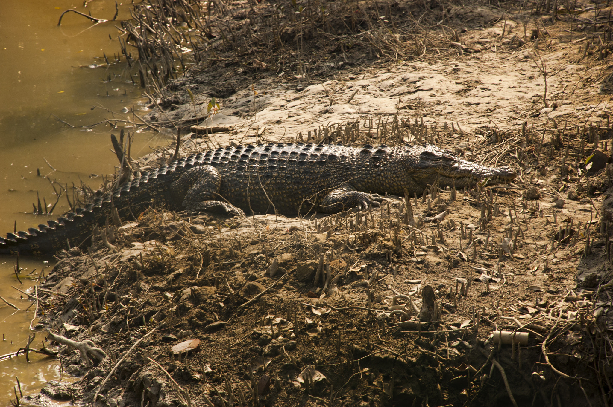 Nikon D70s sample photo. Salt water crocodile photography