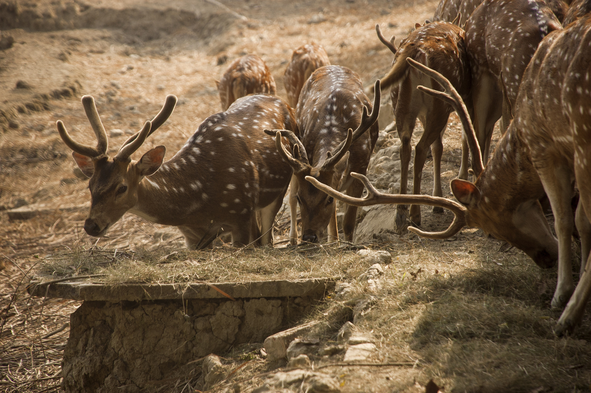 Nikon D70s sample photo. Spotted deer photography