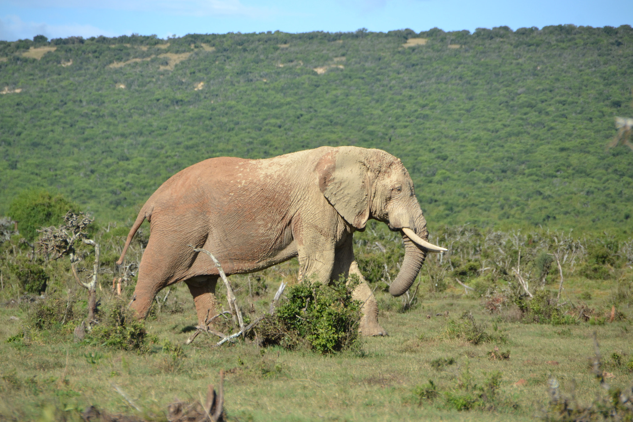 Sigma 18-250mm F3.5-6.3 DC OS HSM sample photo. Südafrika elefant photography