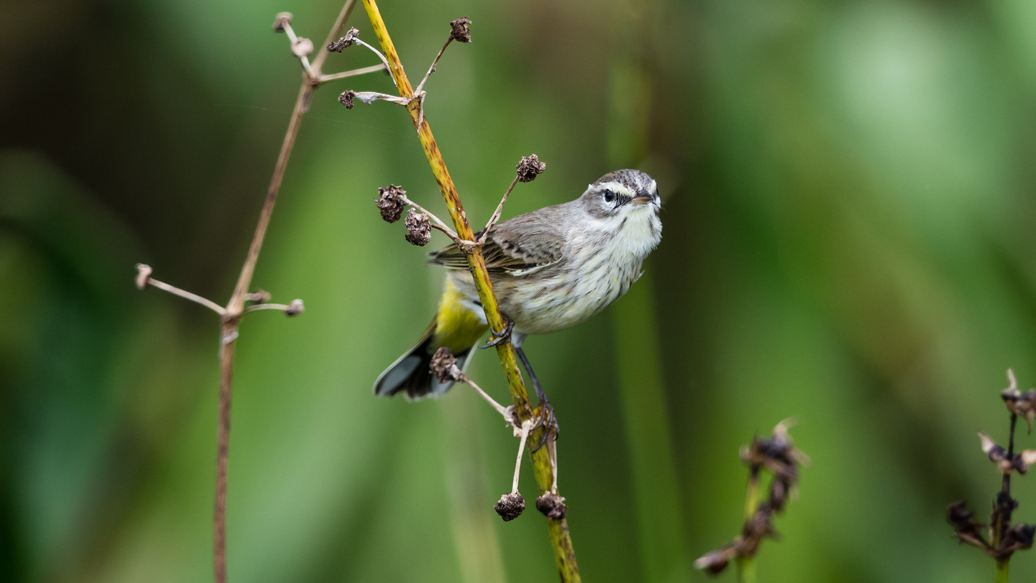 Canon EF 300mm F2.8L IS II USM sample photo. Warbler photography