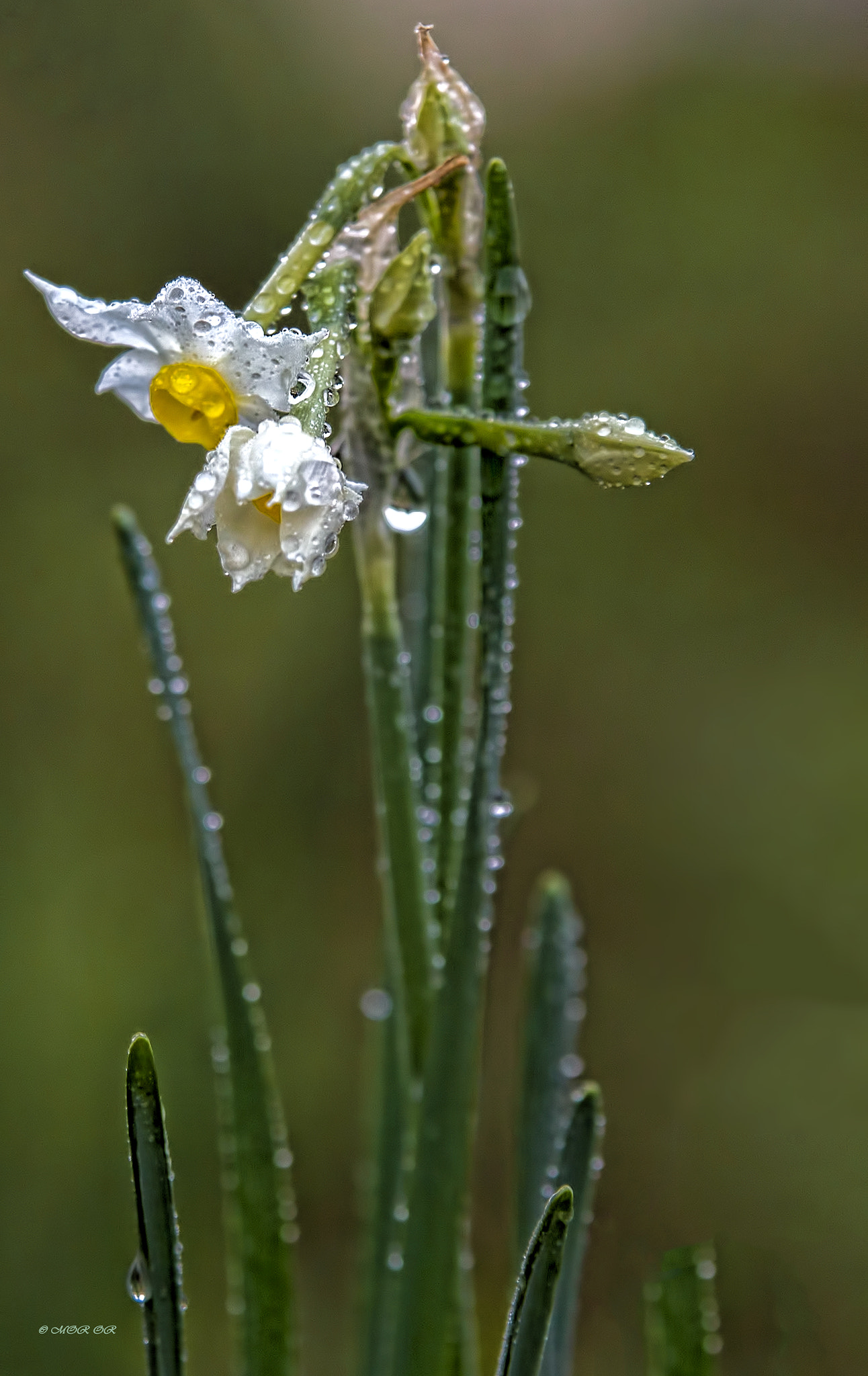 Sigma 70-200mm F2.8 EX DG OS HSM sample photo. Narcissus photography