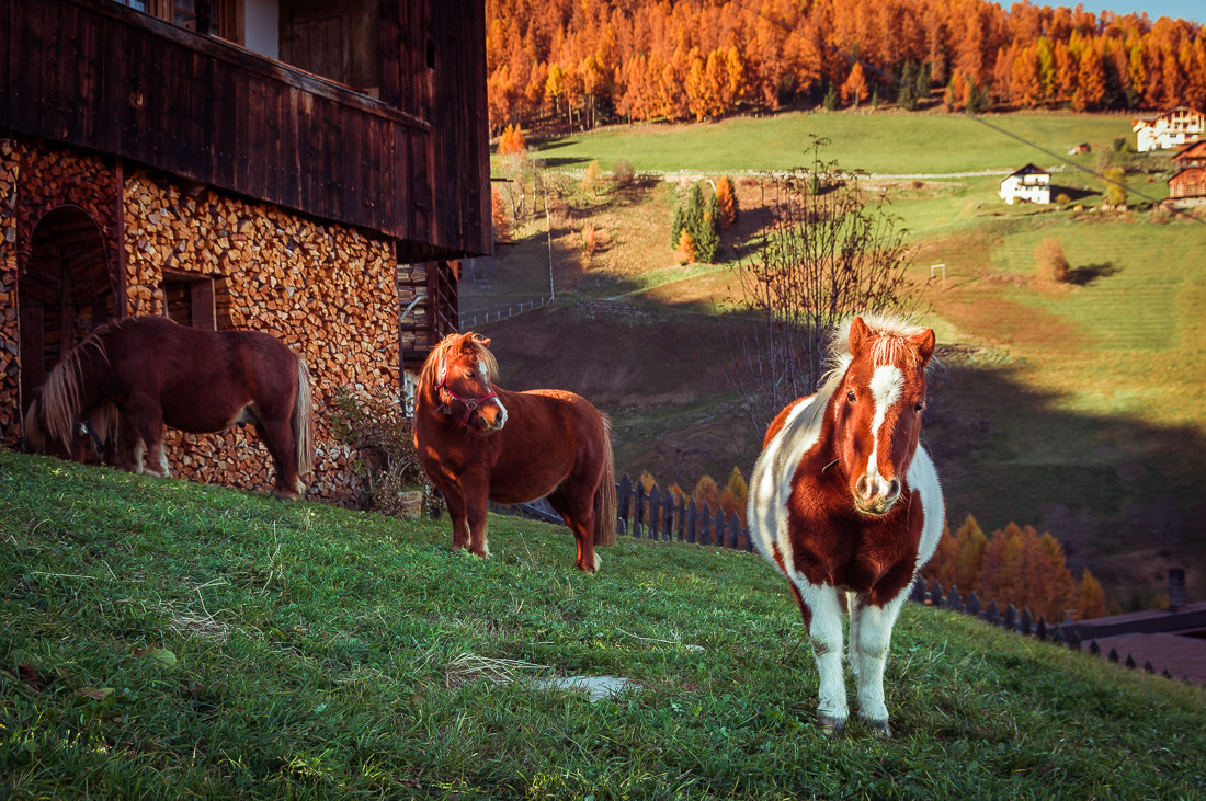 Pentax smc DA* 16-50mm F2.8 ED AL (IF) SDM sample photo. Ponies photography