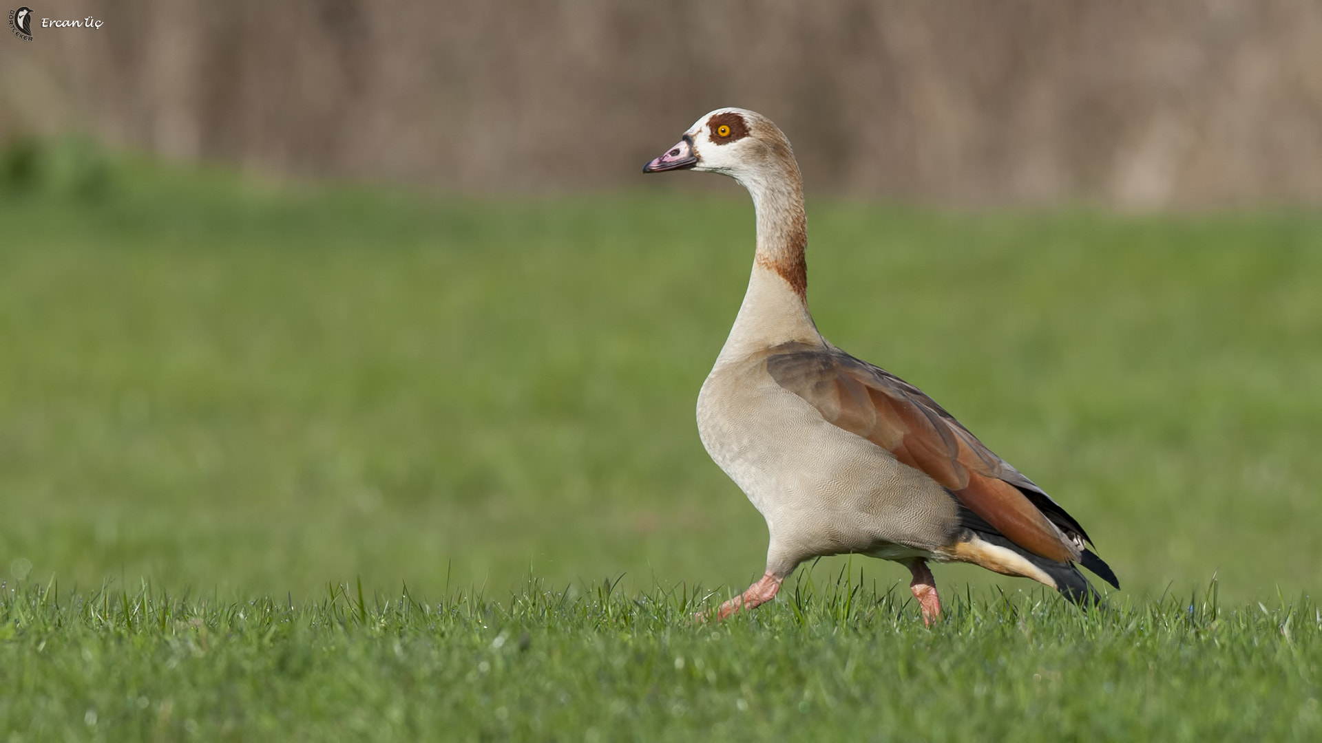 Canon EOS-1D Mark III + Canon EF 500mm F4L IS USM sample photo. Egyptian goose photography