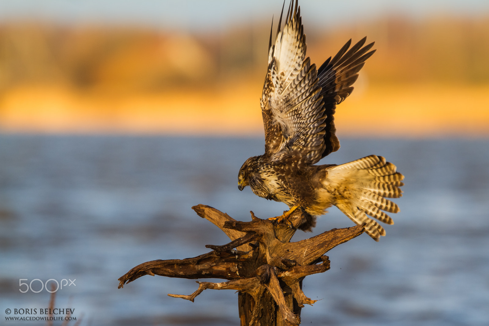 Canon EF 300mm F2.8L IS USM sample photo. Common buzzard photography in lithuania photography