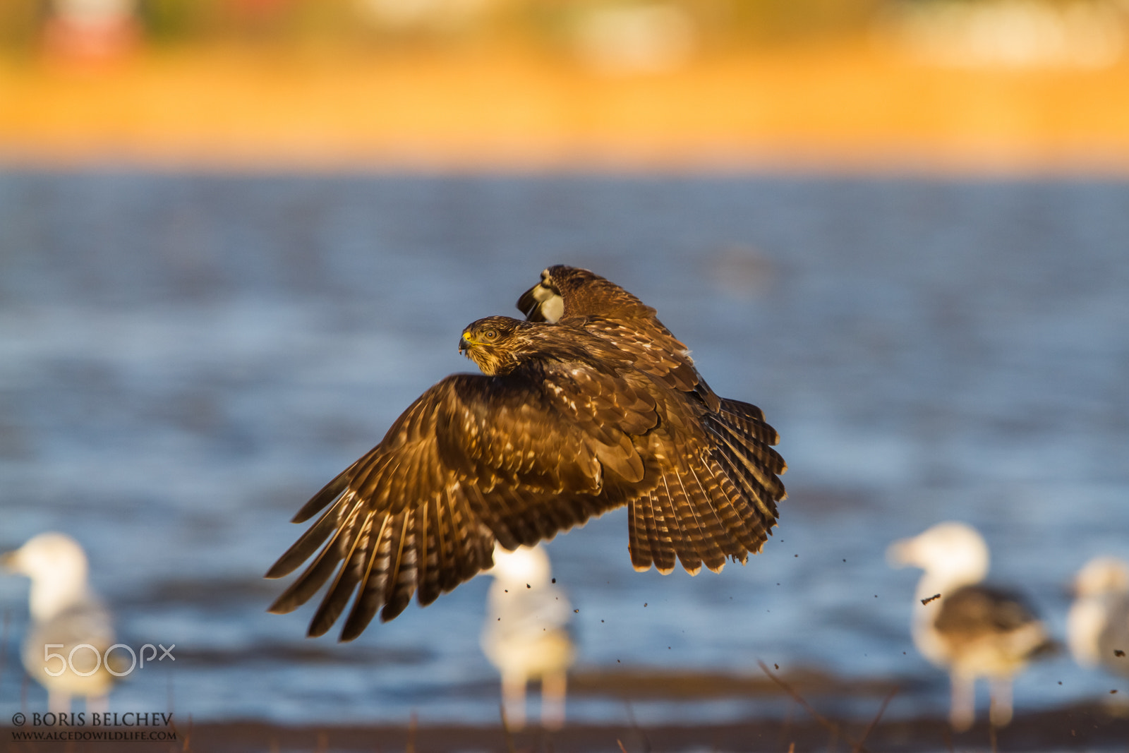 Canon EF 300mm F2.8L IS USM sample photo. Common buzzard photography in lithuania photography