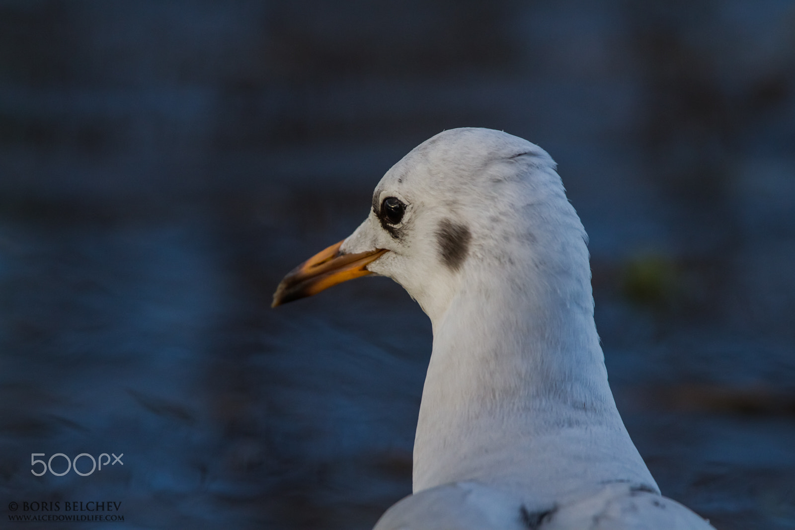 Canon EF 300mm F2.8L IS USM sample photo. Black-headed gull (chroicocephalus ridibundus) photography