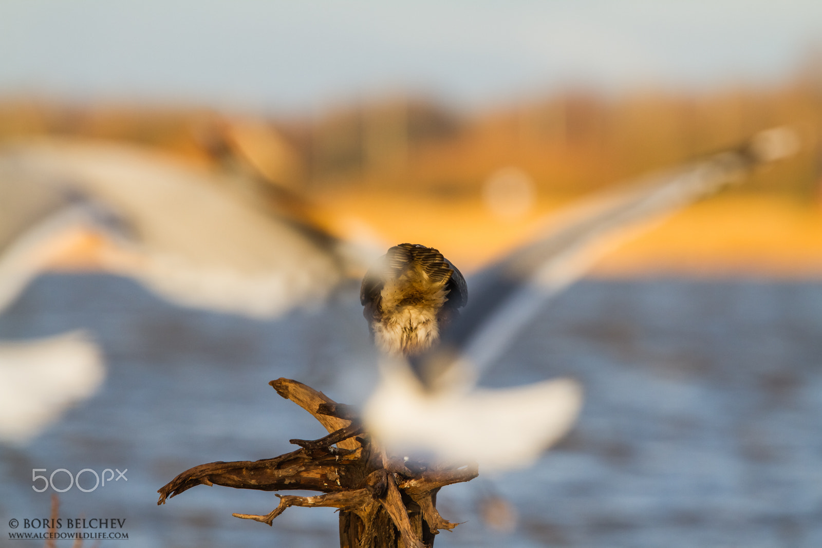 Canon EF 300mm F2.8L IS USM sample photo. Common buzzard photography in lithuania photography