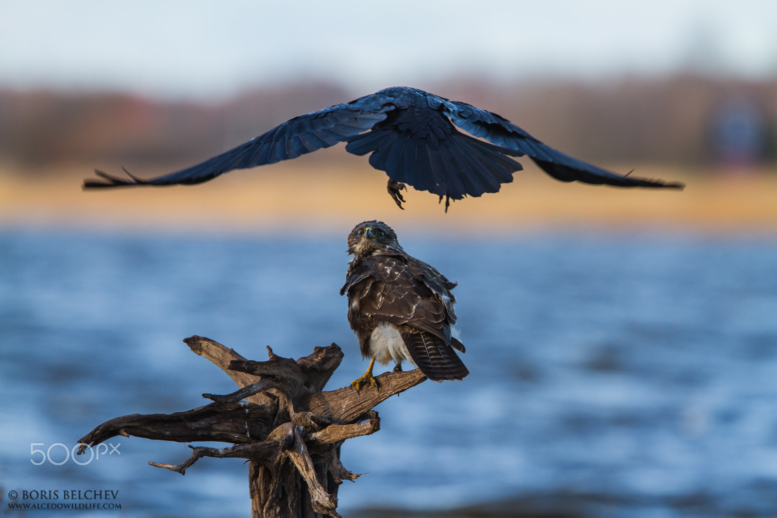 Canon EF 300mm F2.8L IS USM sample photo. Common buzzard photography in lithuania photography