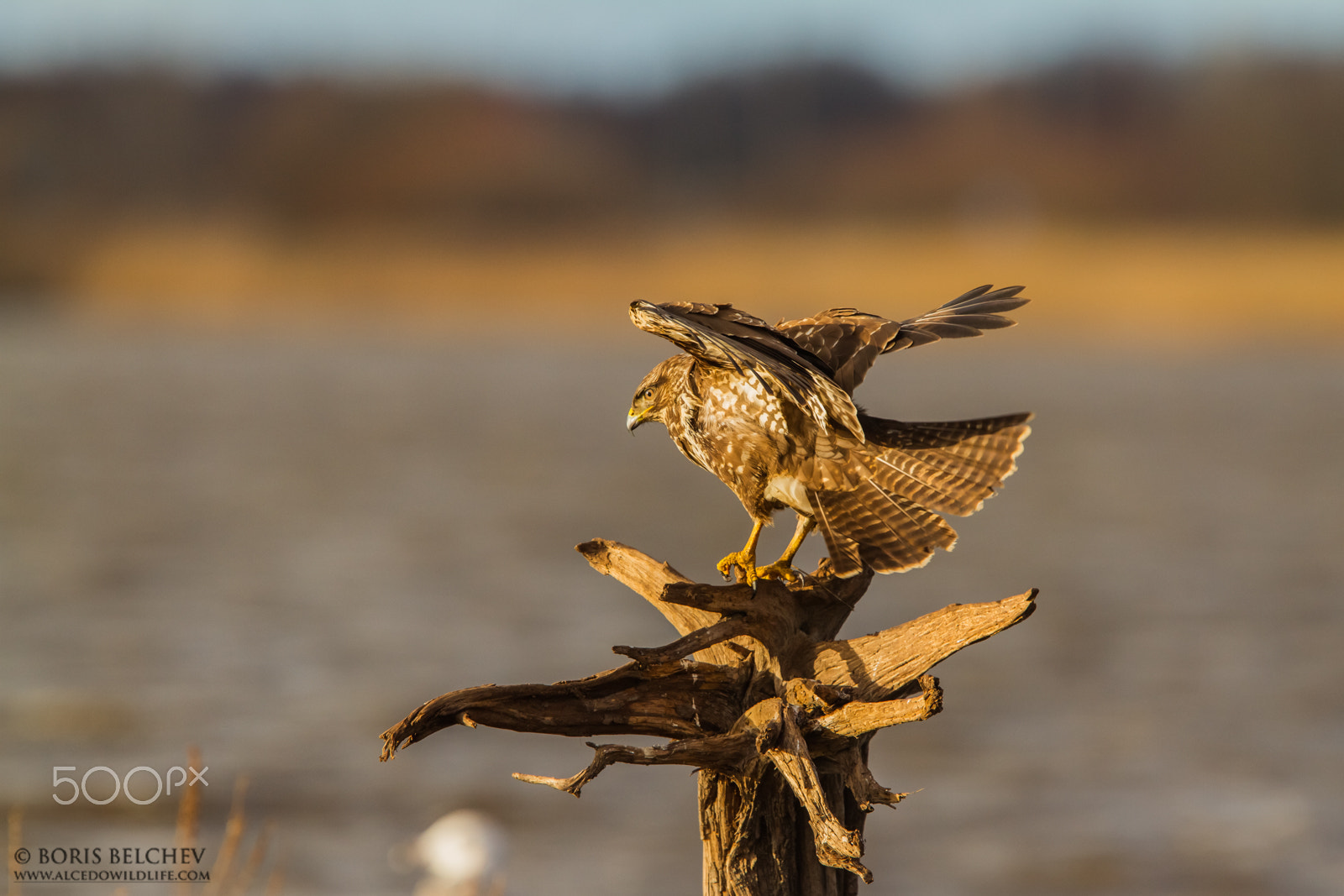 Canon EF 300mm F2.8L IS USM sample photo. Common buzzard photography in lithuania photography