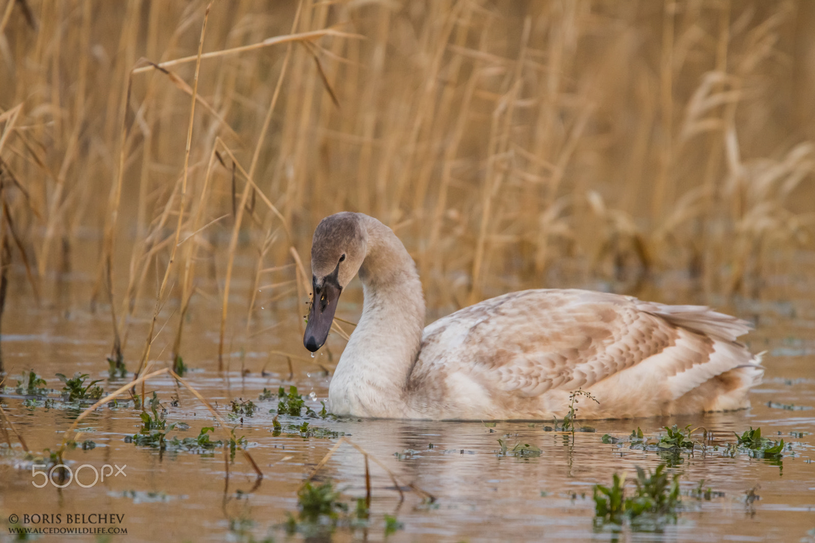 Canon EF 300mm F2.8L IS USM sample photo. Mute swan (cygnus olor) photography