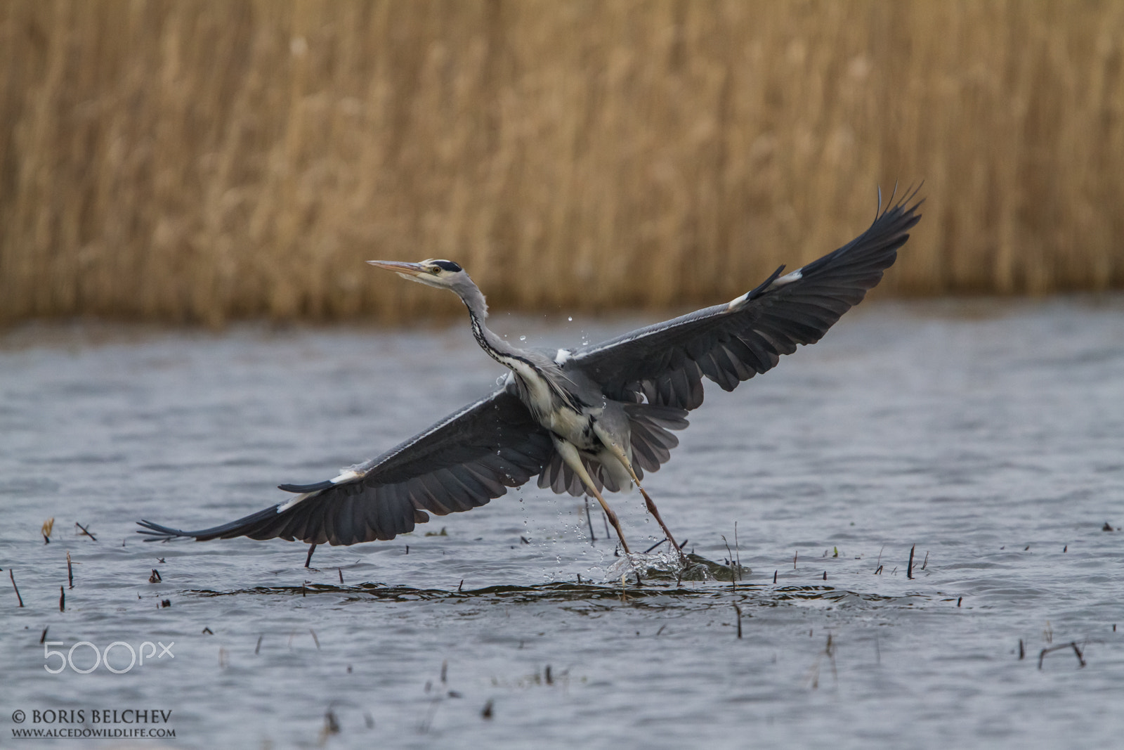 Canon EF 300mm F2.8L IS USM sample photo. Grey heron (ardea cinerea) photography