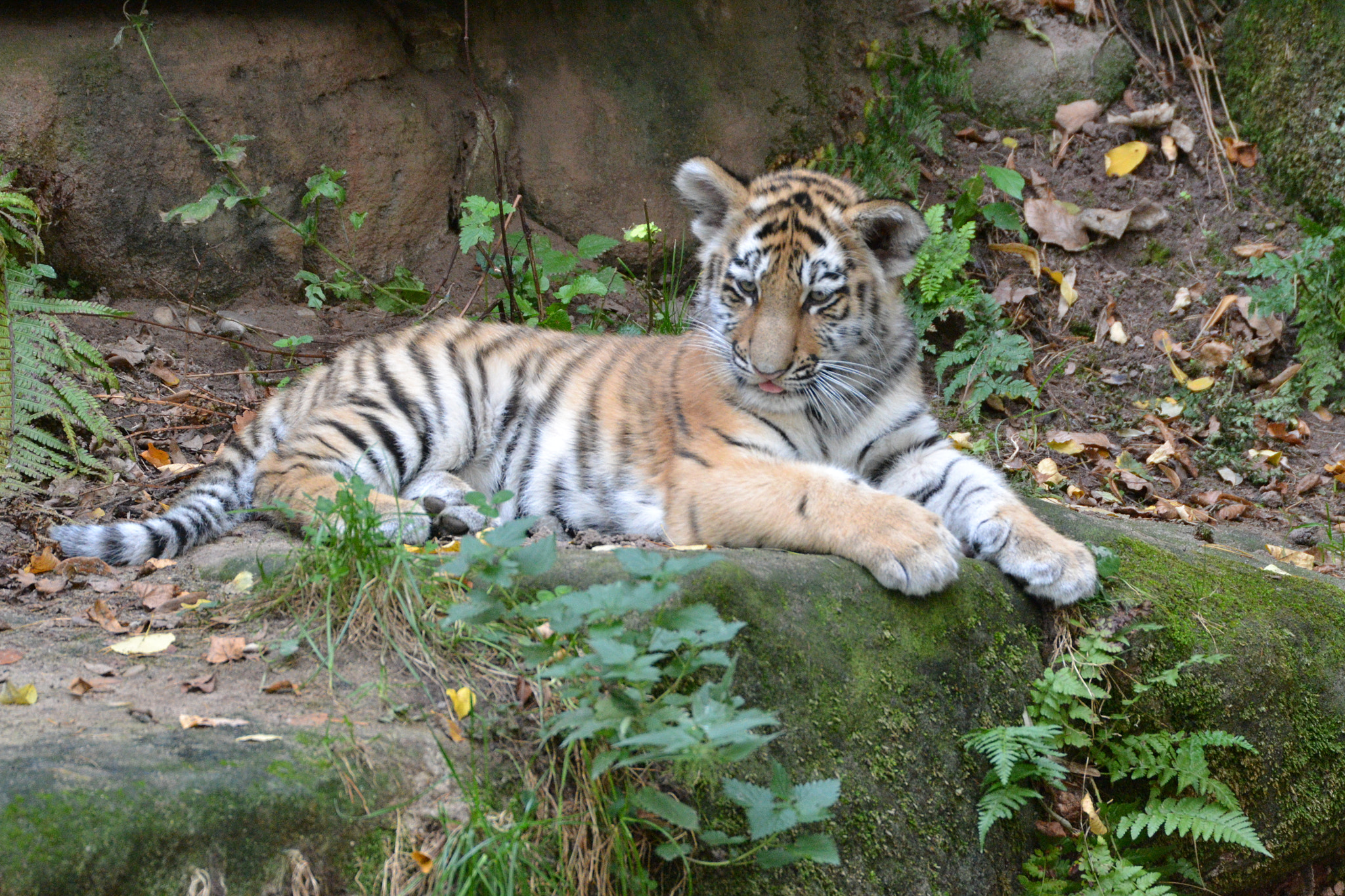 Sigma 50-500mm F4.5-6.3 DG OS HSM sample photo. Tiger photography