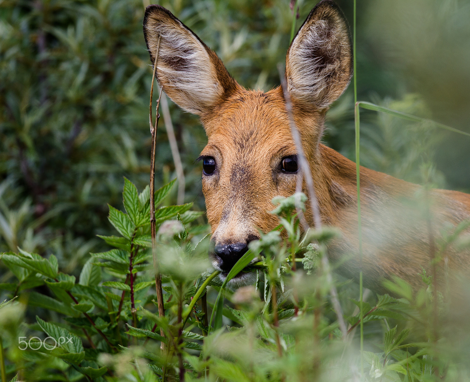 Canon EOS 7D + Canon EF 500mm F4L IS II USM sample photo. Rådyr // hoøya photography