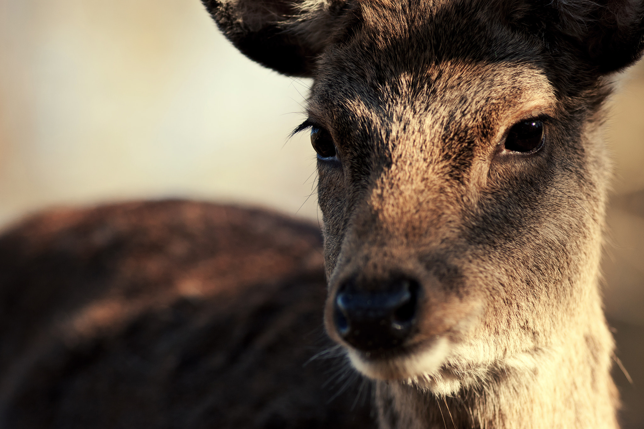 Canon EOS 50D + Canon EF 200mm F2.8L II USM sample photo. Deer photography