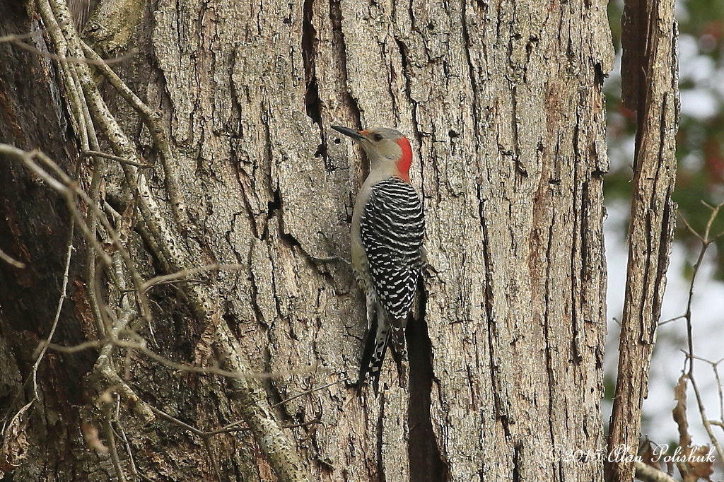 Canon EOS-1D X + Canon EF 400mm f/2.8L sample photo. Female red-bellied woodpecker photography