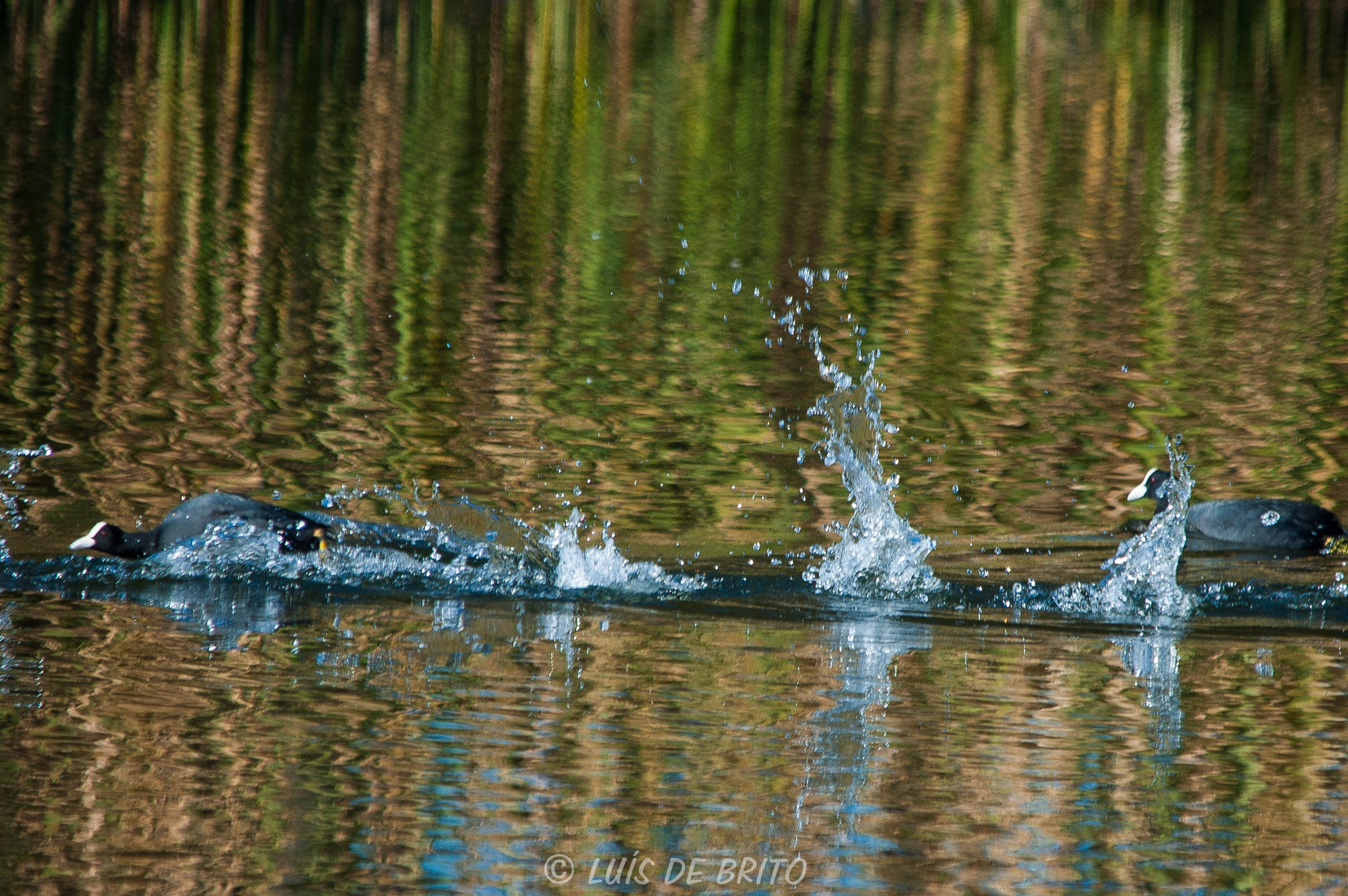 Nikon D70 sample photo. Take off photography