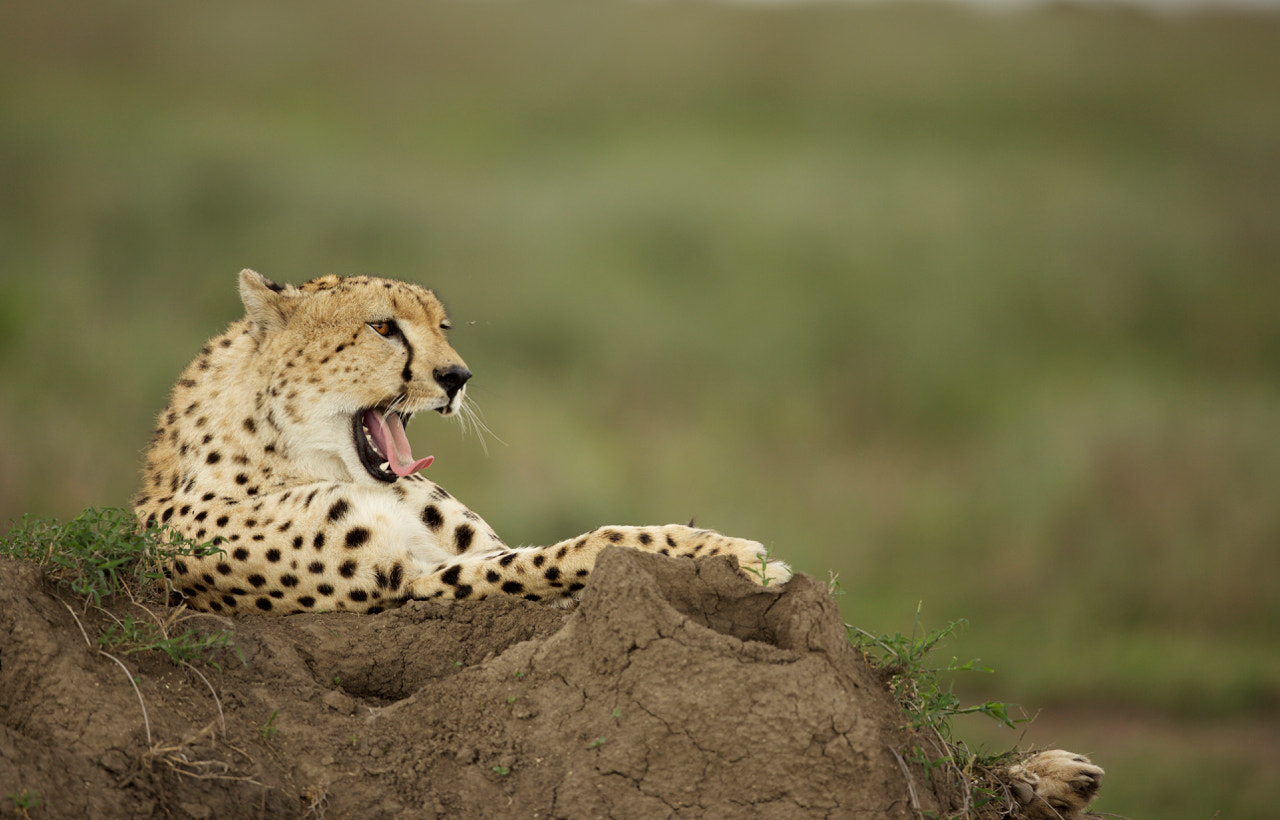 Canon EF 500mm F4L IS II USM sample photo. Resting cheetah photography