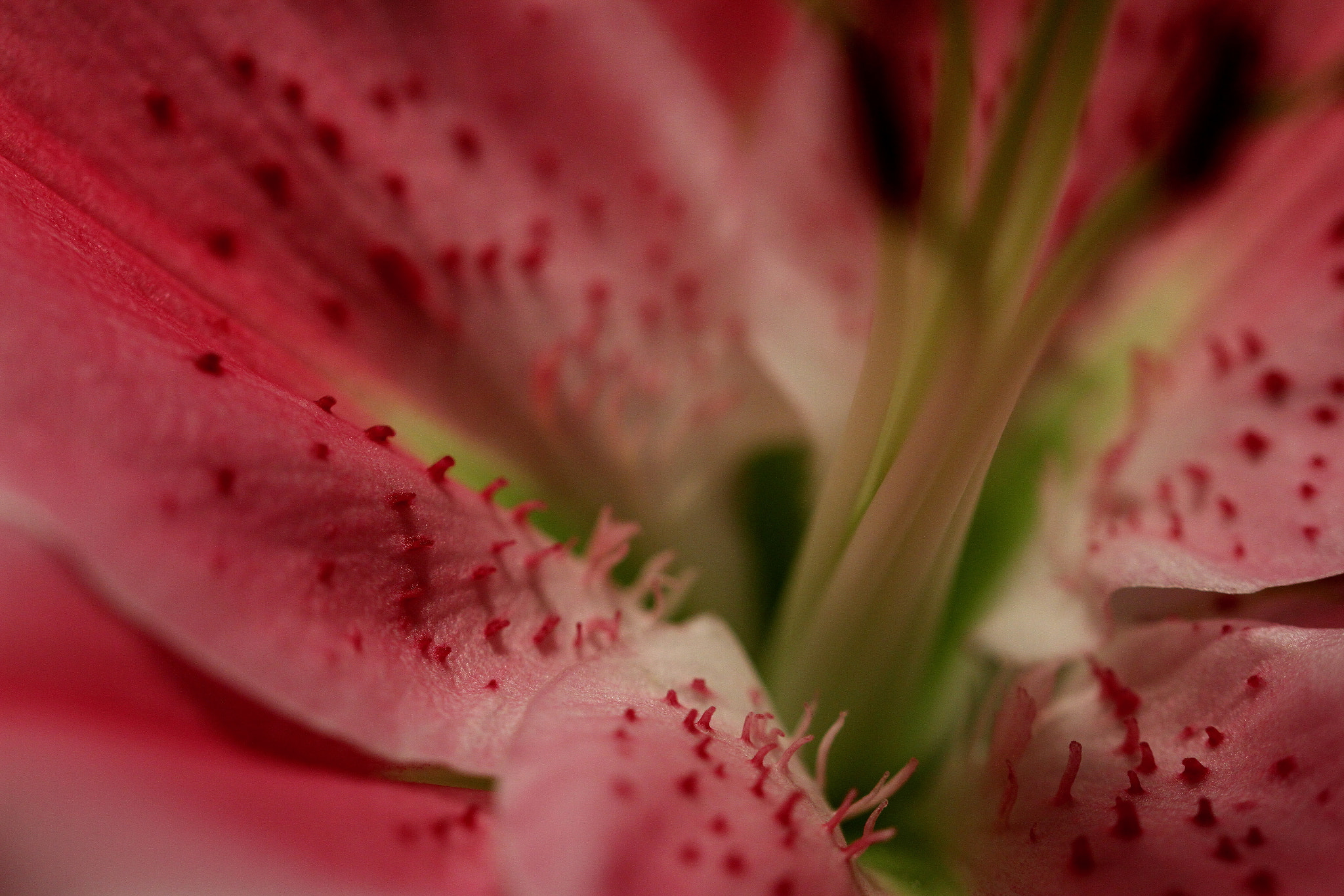 Canon 105mm sample photo. Lily photography