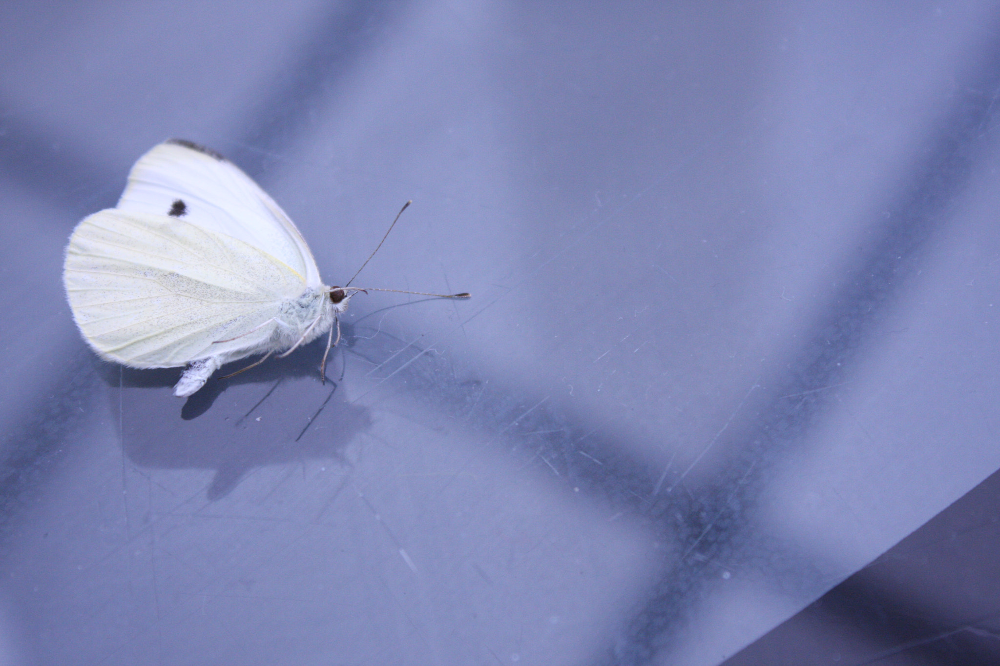 Canon EF-S 18-55mm F3.5-5.6 III sample photo. Dead butterfly photography