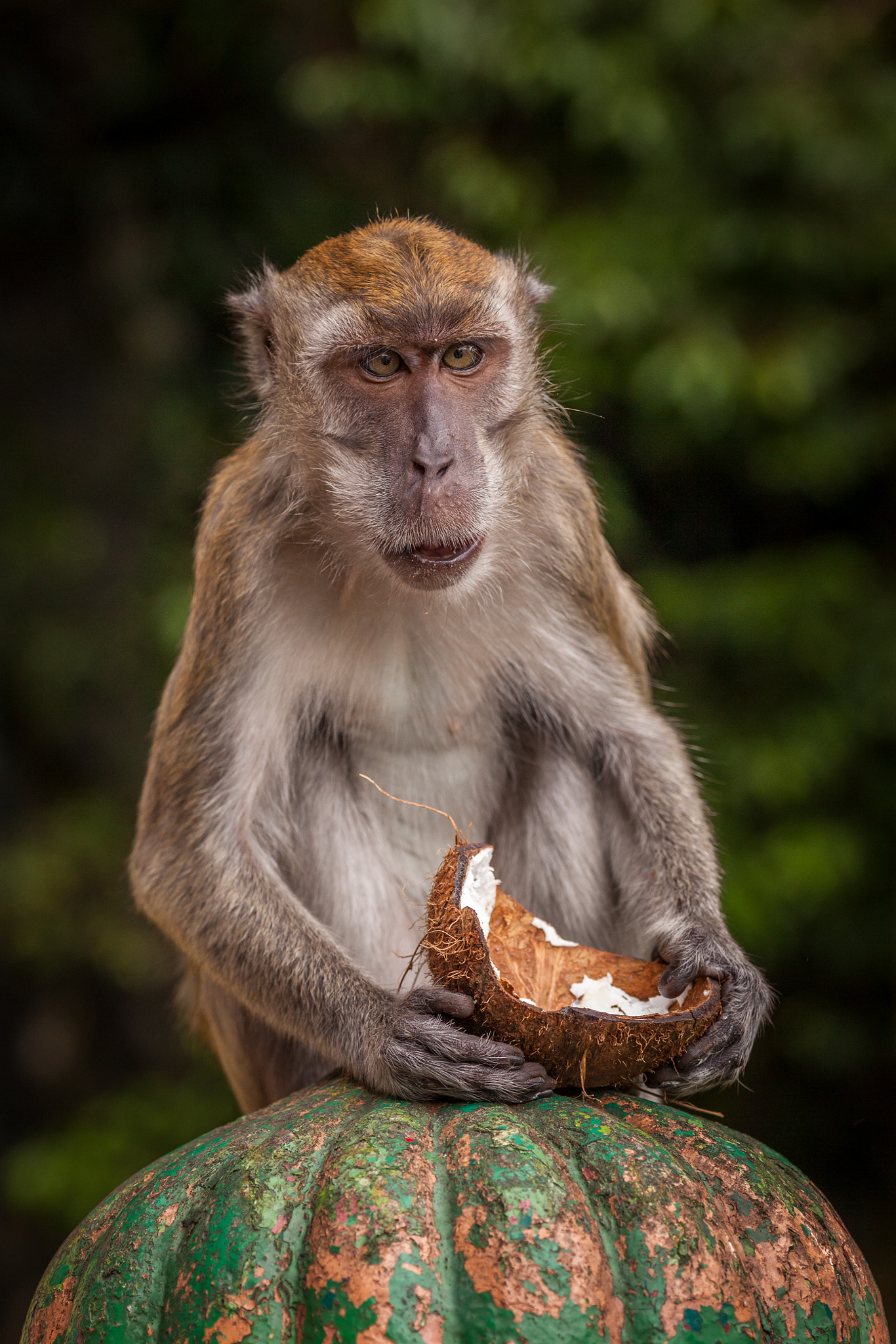 Canon EOS 5D Mark II + Sigma 105mm F2.8 EX DG OS HSM sample photo. Monkey business photography