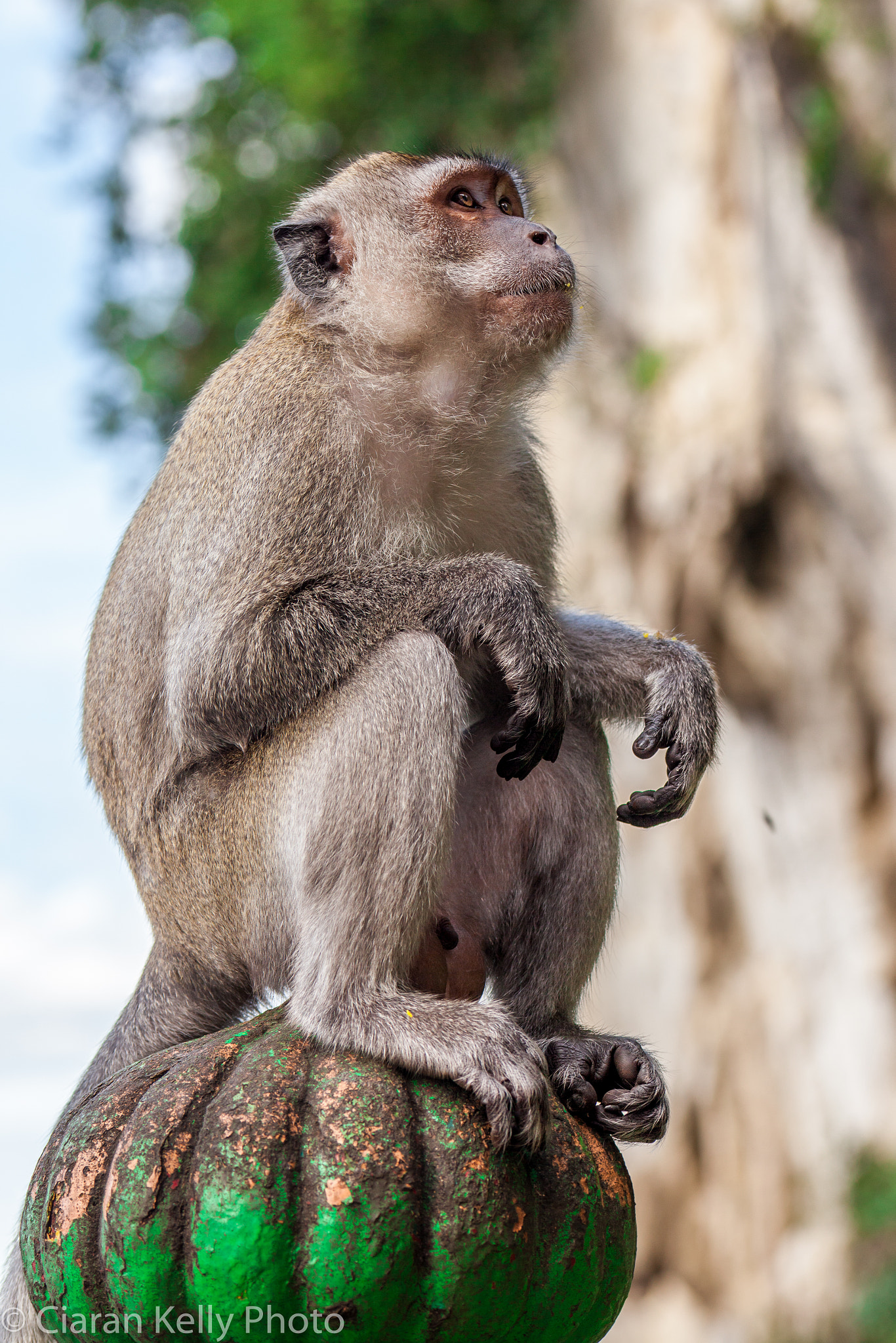 Sigma 105mm F2.8 EX DG OS HSM sample photo. On the ball photography