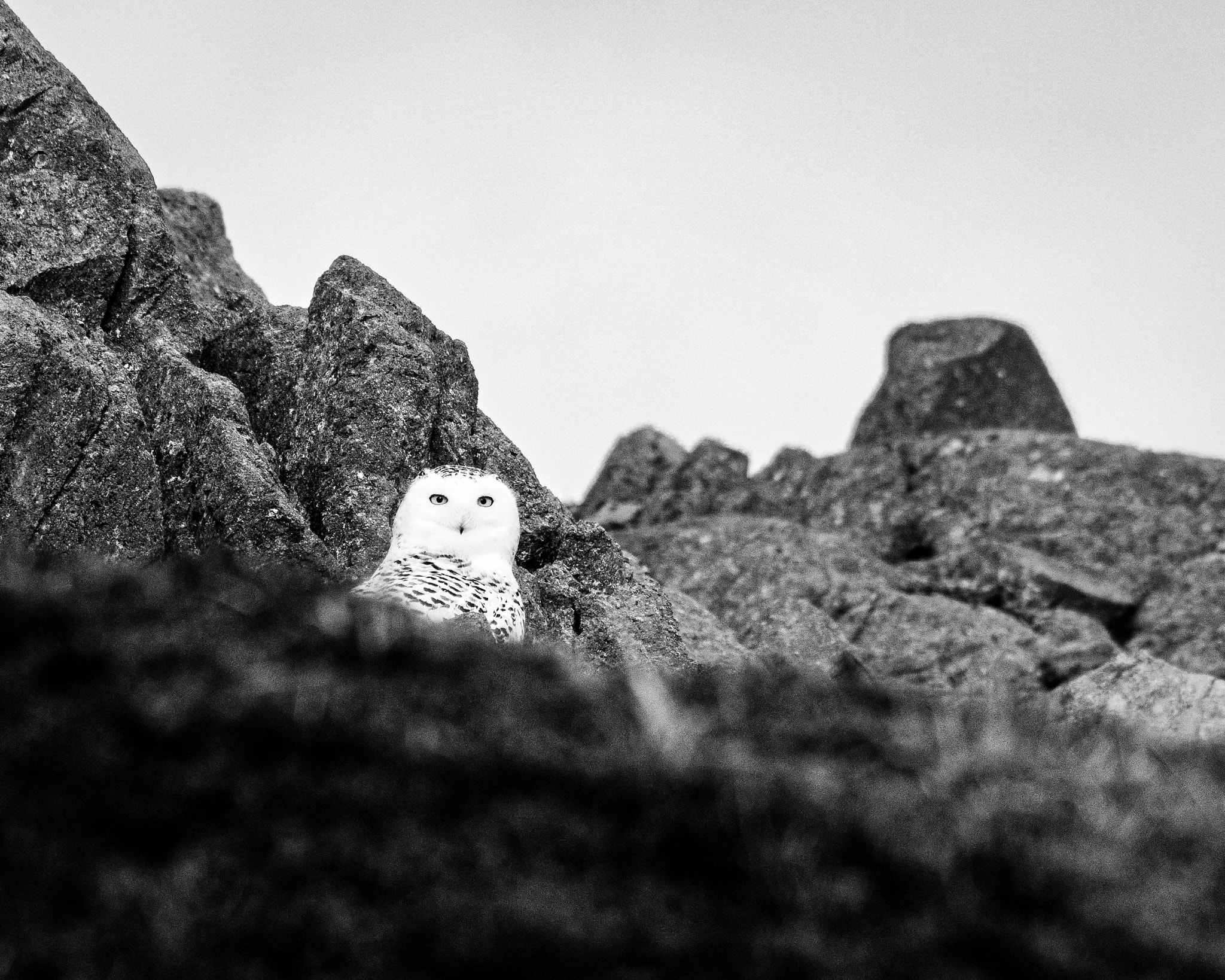 Pentax K-3 sample photo. Snowy owl in bnw photography