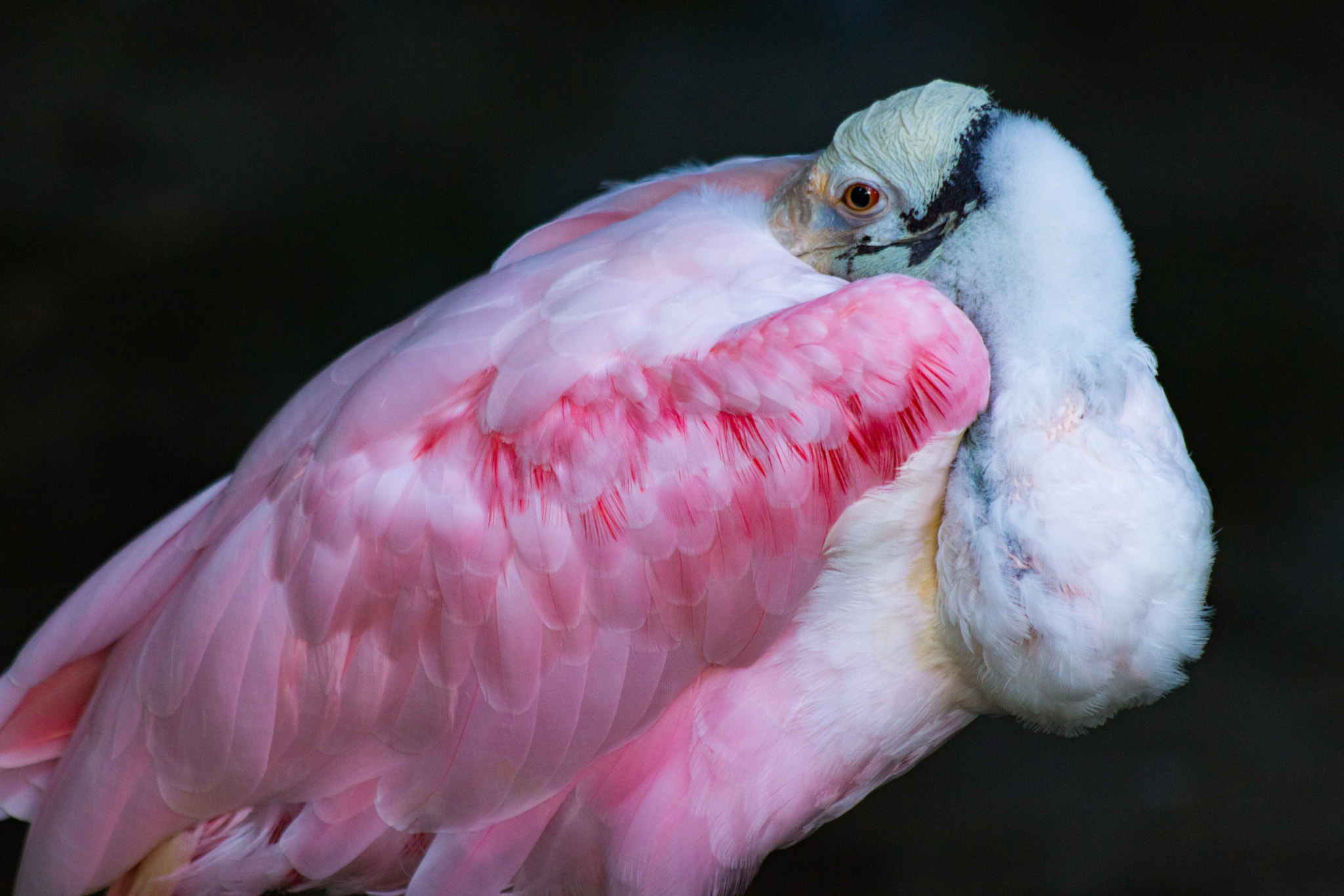 Minolta AF 100-400mm F4.5-6.7 APO sample photo. Roseate spoonbill resting photography