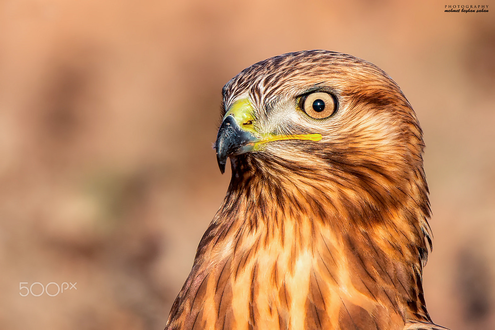 Canon EF 500mm F4L IS II USM sample photo. Long-legged buzzard / buteo rufinus photography