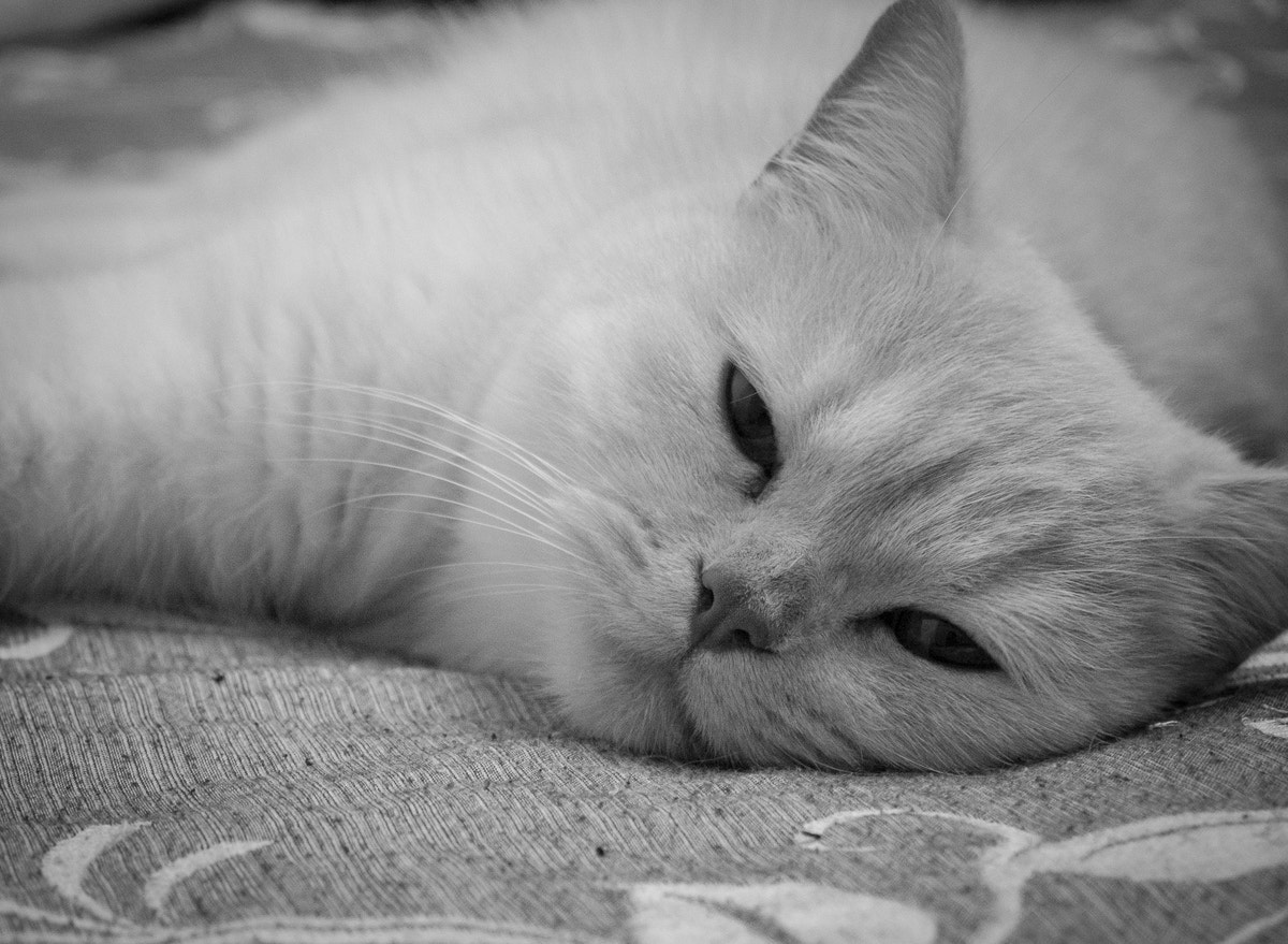 Panasonic Lumix DMC-G6 + LUMIX G VARIO PZ 14-42/F3.5-5.6 sample photo. Cat photography