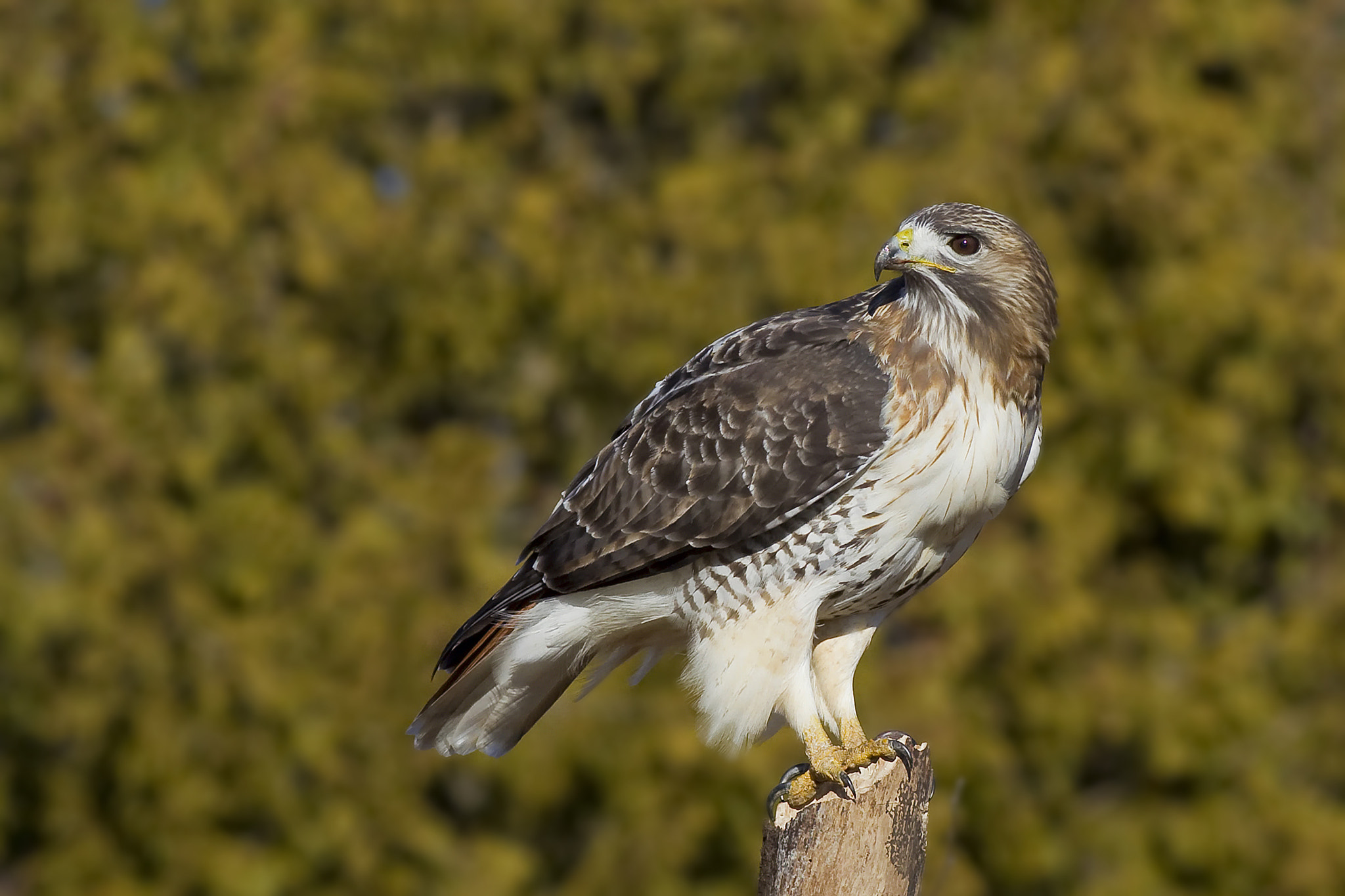 Canon EF 200mm F2.8L II USM sample photo. Red tailed hawk photography