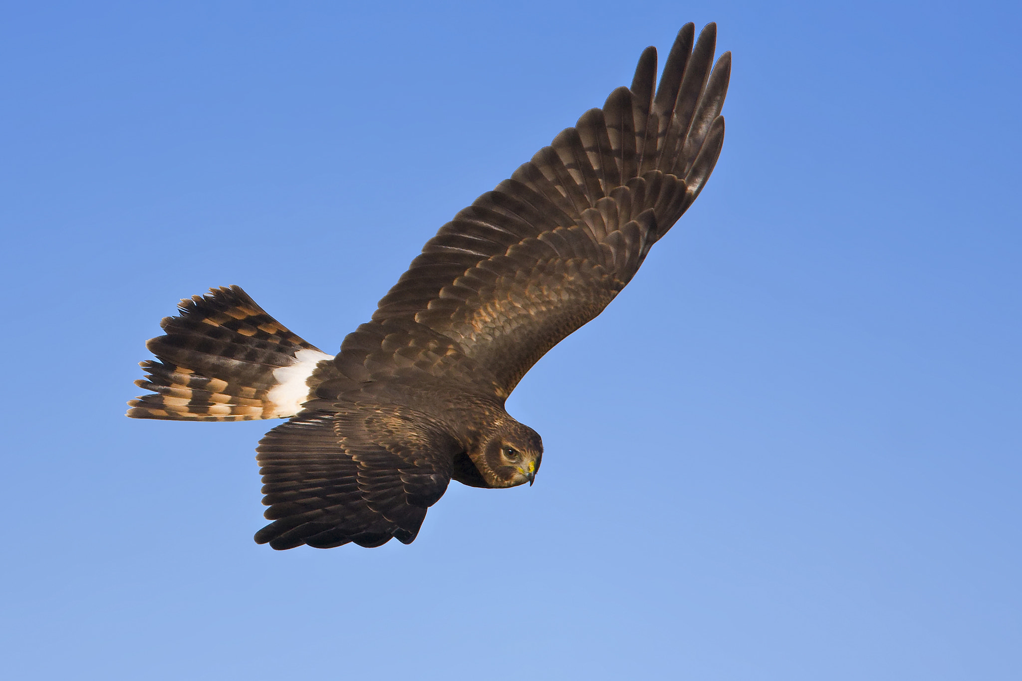 Canon EF 500mm F4L IS USM sample photo. Northern harrier photography