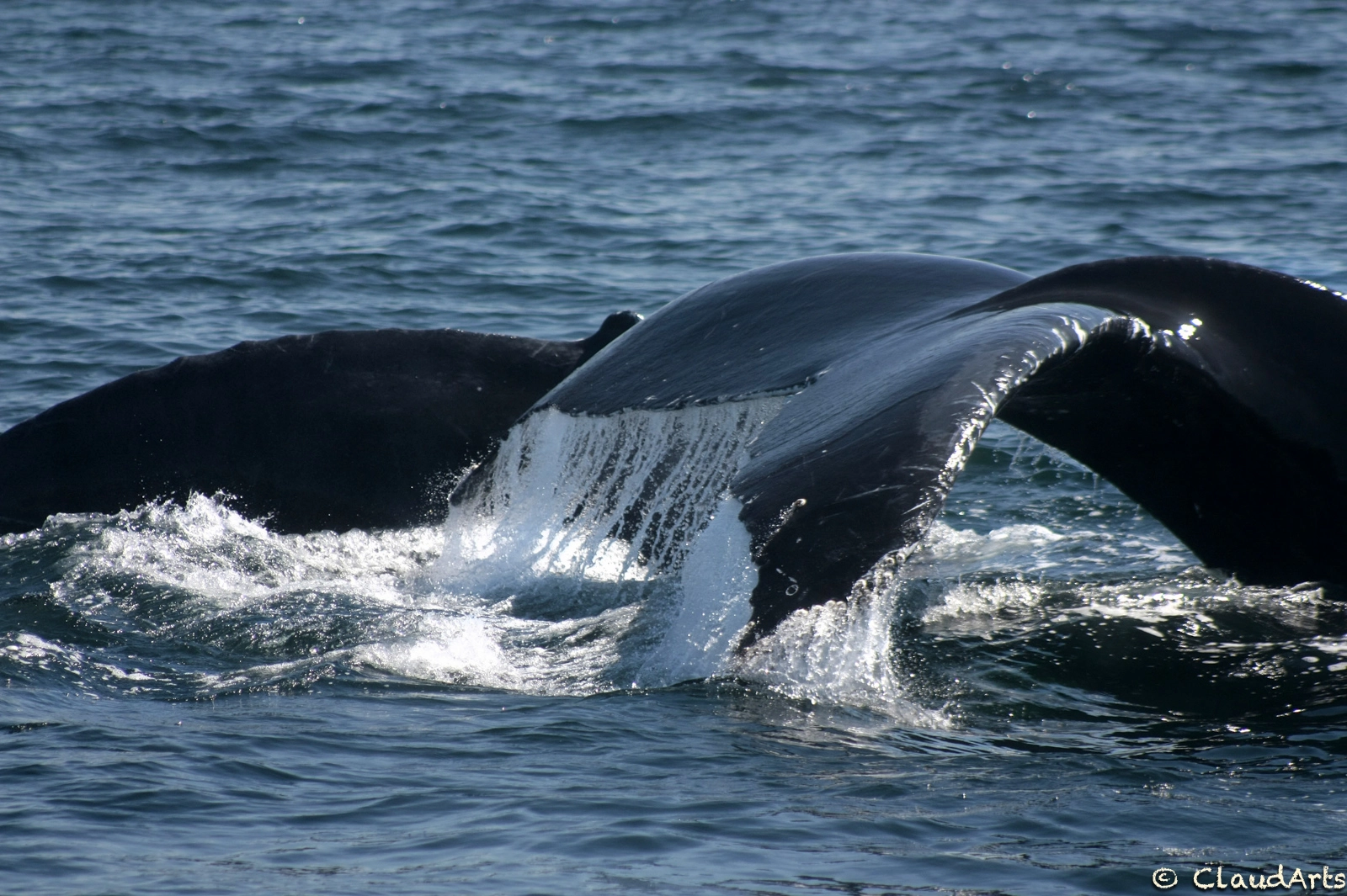Canon EF 75-300mm f/4-5.6 USM sample photo. Whales in cape cod photography