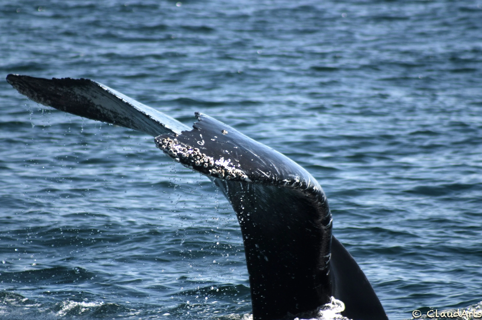 Canon EF 75-300mm f/4-5.6 USM sample photo. Whales photography