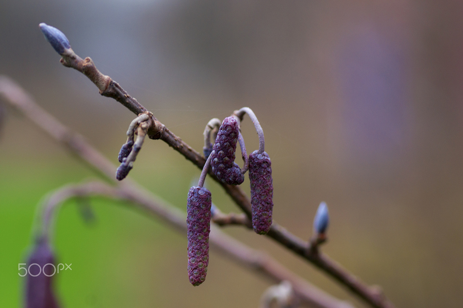 Tamron SP AF 90mm F2.8 Di Macro sample photo. Alnus preparations photography