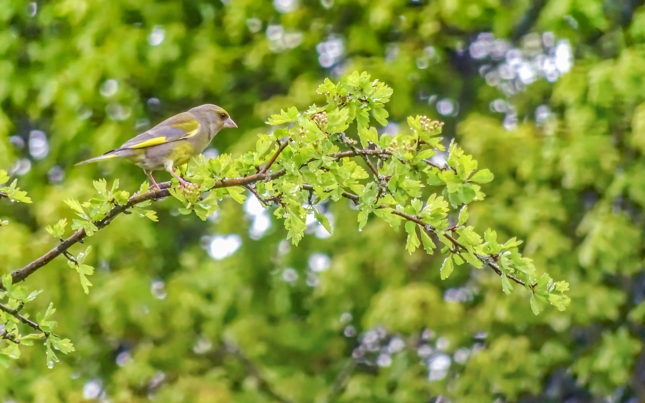 Sony DSC-HX60 + Sony 24-720mm F3.5-6.3 sample photo. Greenfinch photography