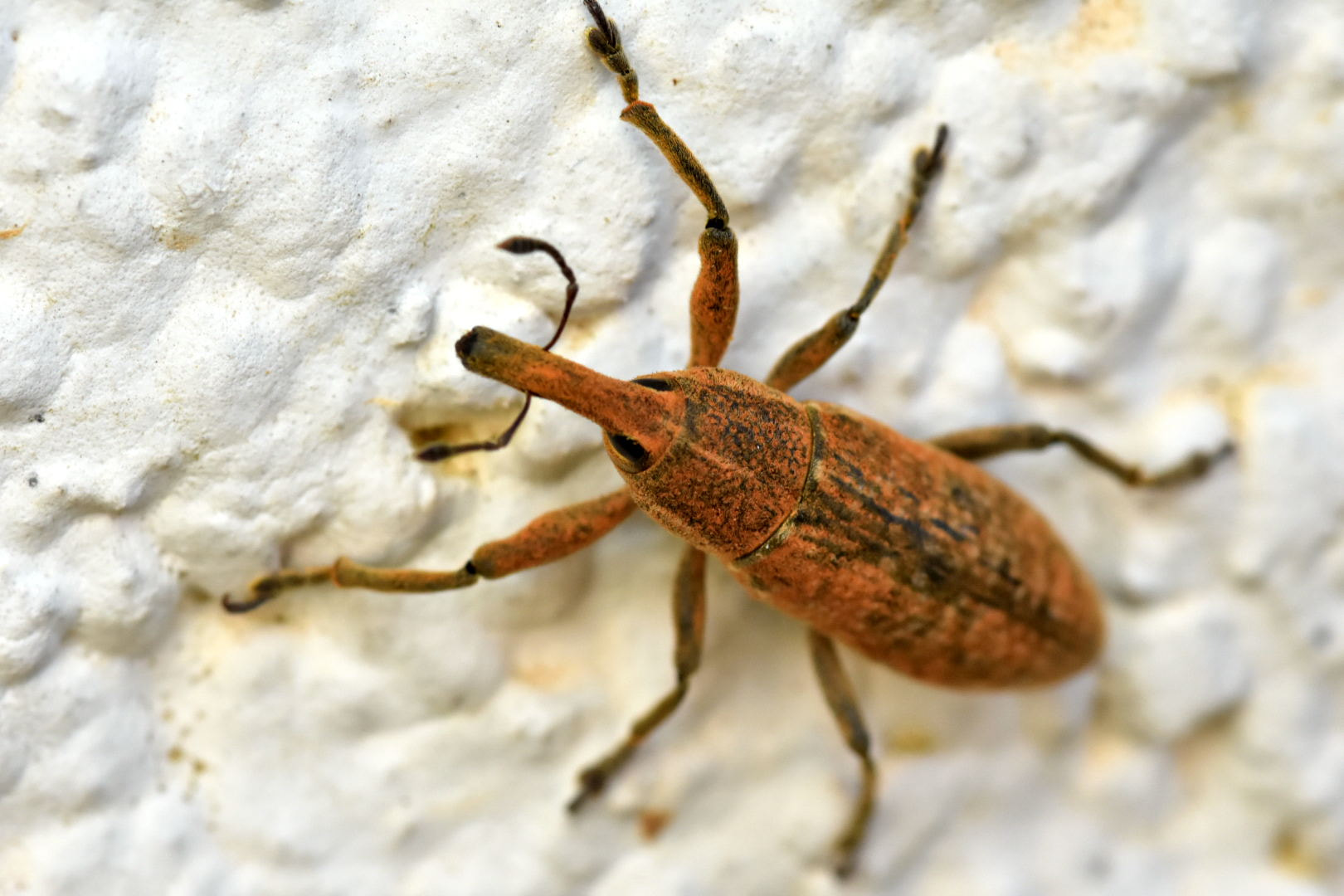 Nikon D7200 + Sigma 105mm F2.8 EX DG Macro sample photo. Bug on the wall photography