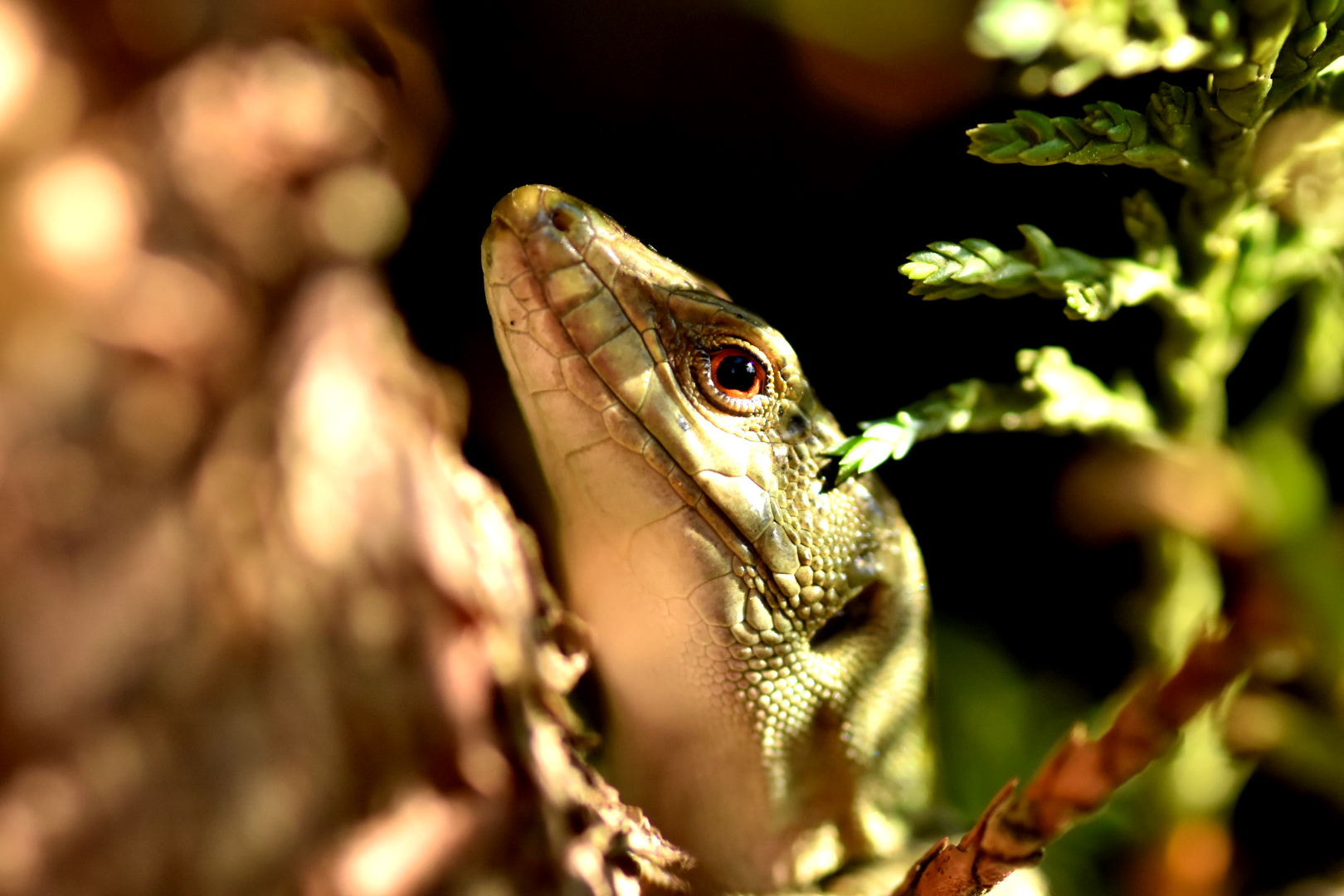 Nikon D7200 + Sigma 105mm F2.8 EX DG Macro sample photo. Lizard photography