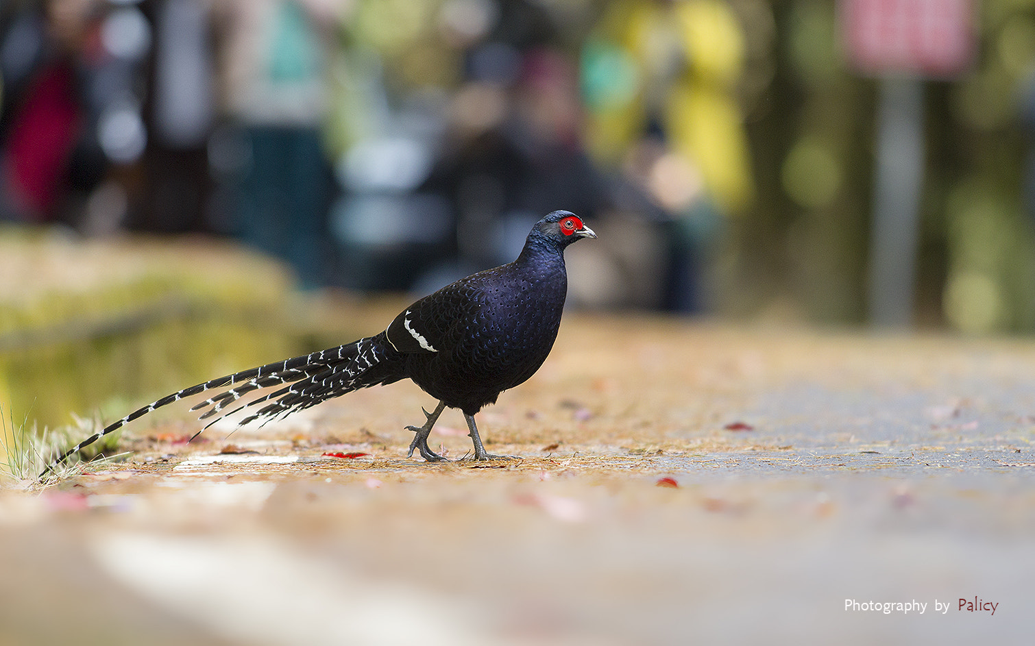 Canon EF 300mm f/2.8L sample photo. Mikado pheasant  (帝雉) photography