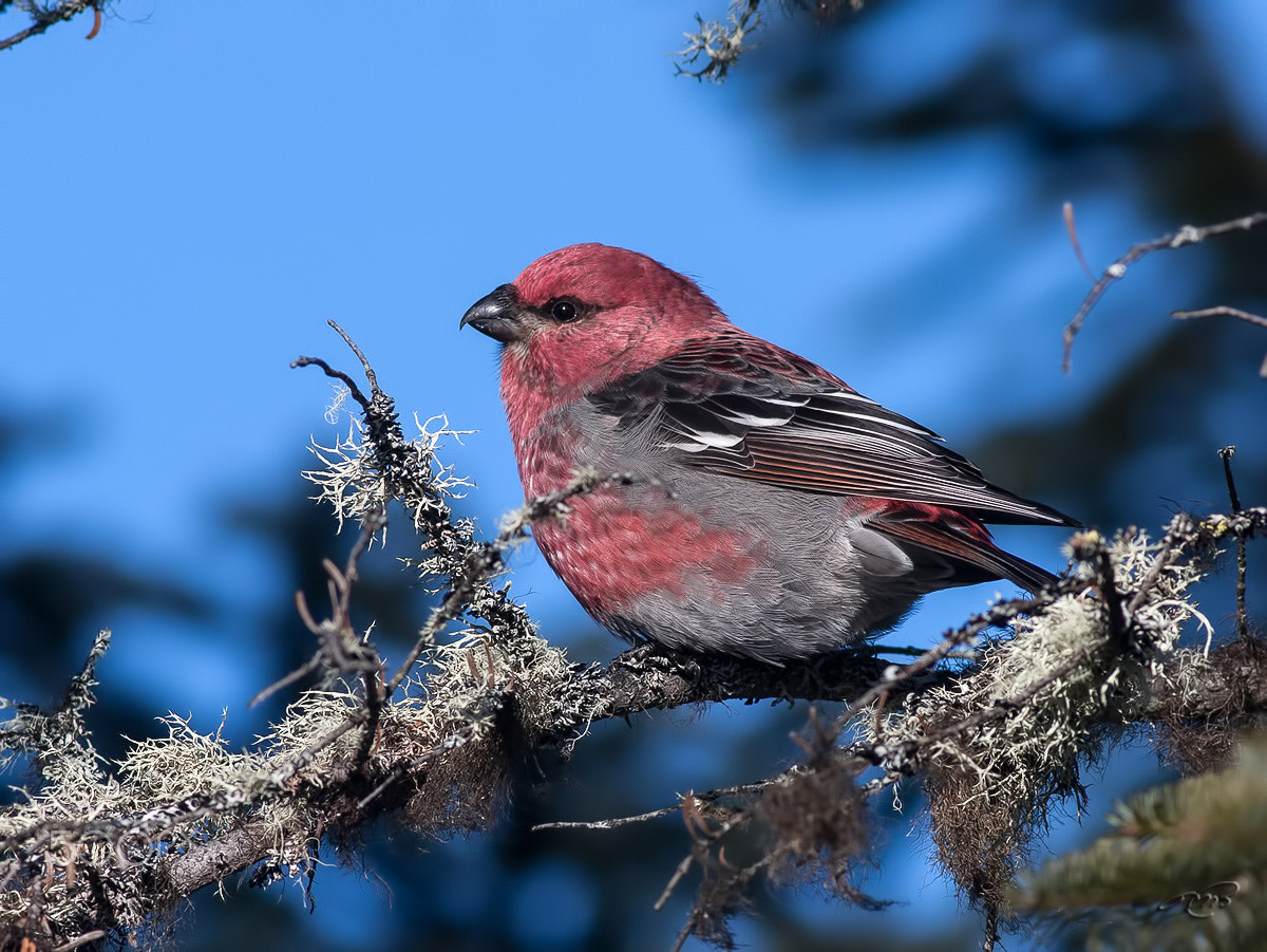 Canon EOS 40D + Canon EF 400mm F5.6L USM sample photo. Pine grosbeak photography